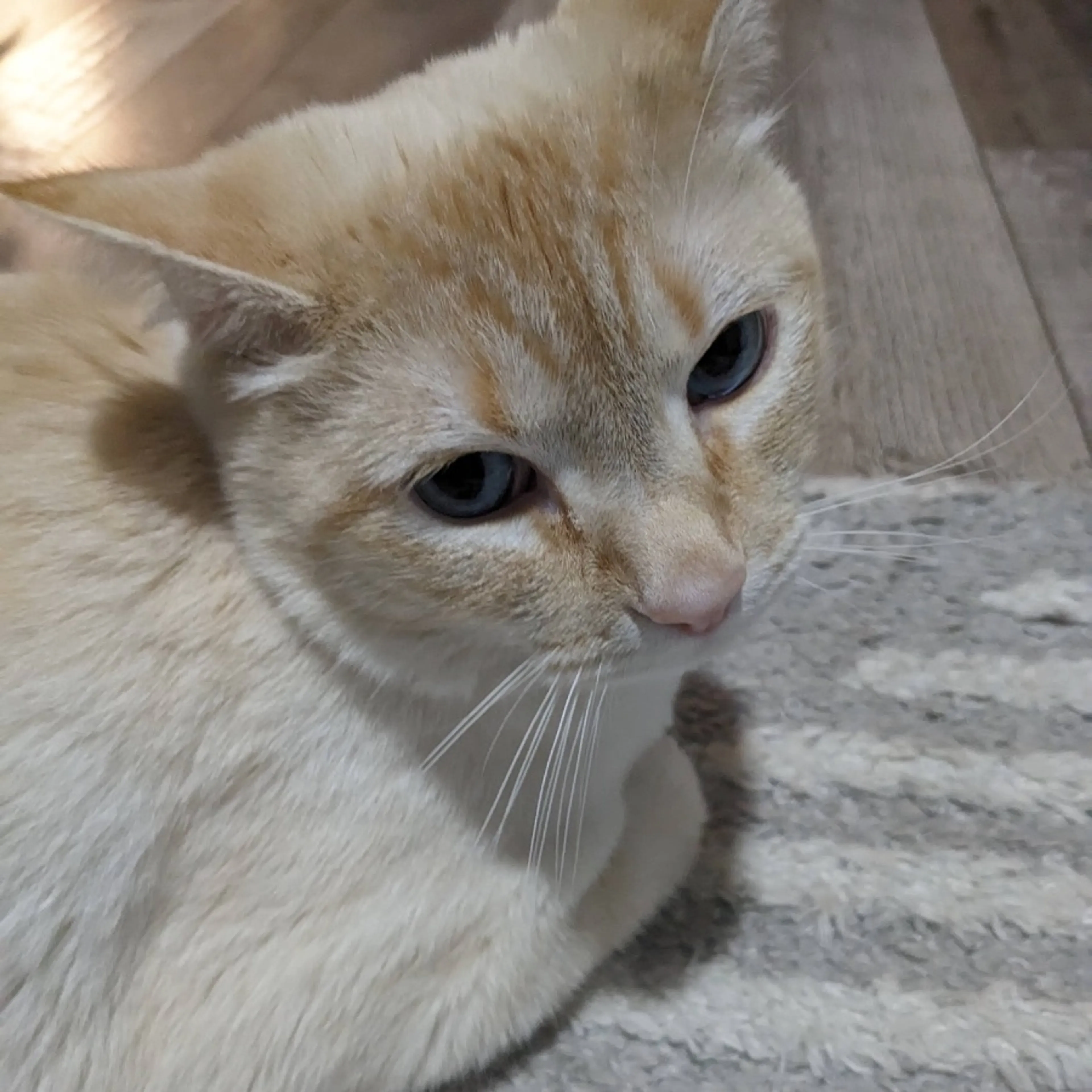 Lost pet