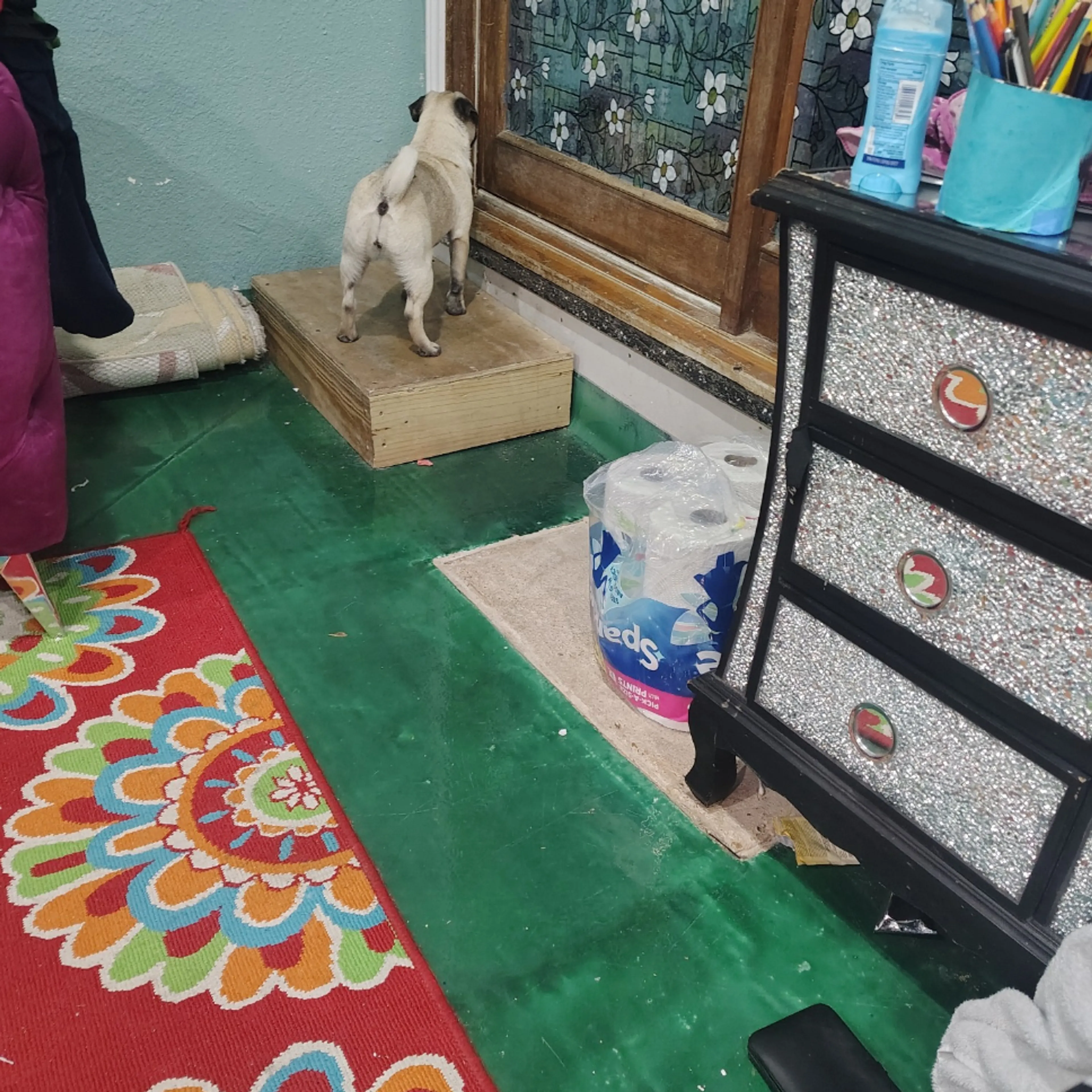 Lost pet-1