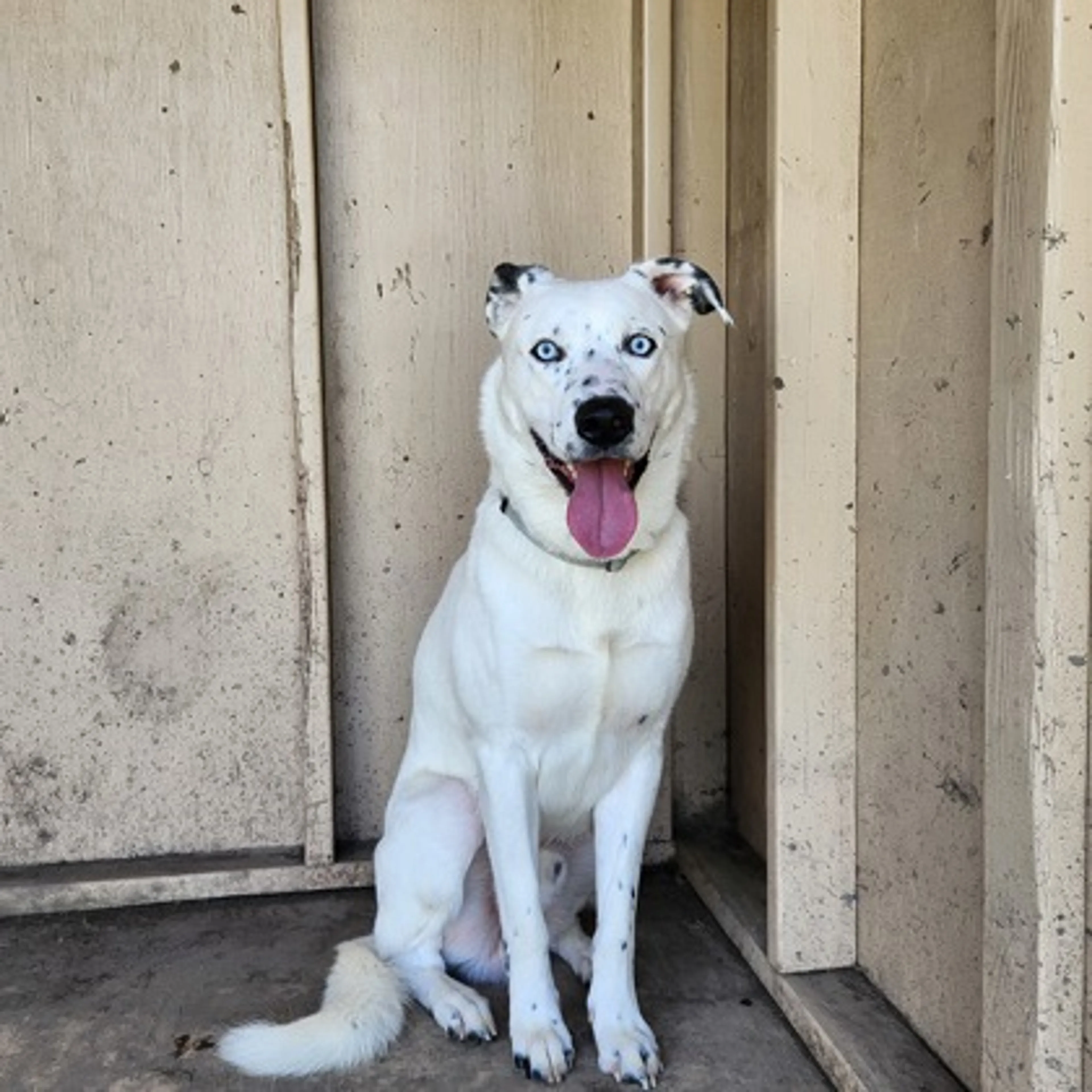 Found pet-0