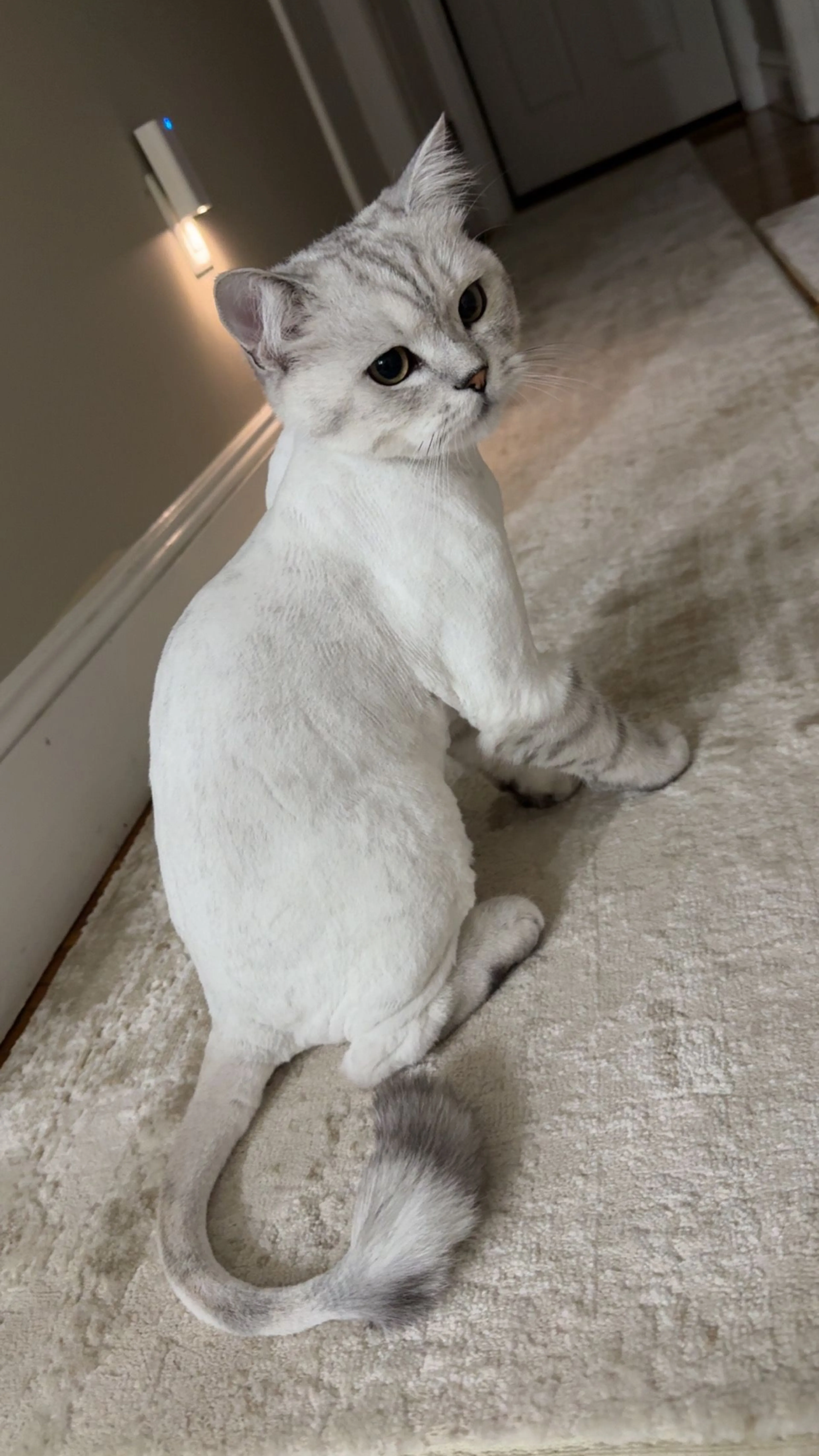 Lost pet