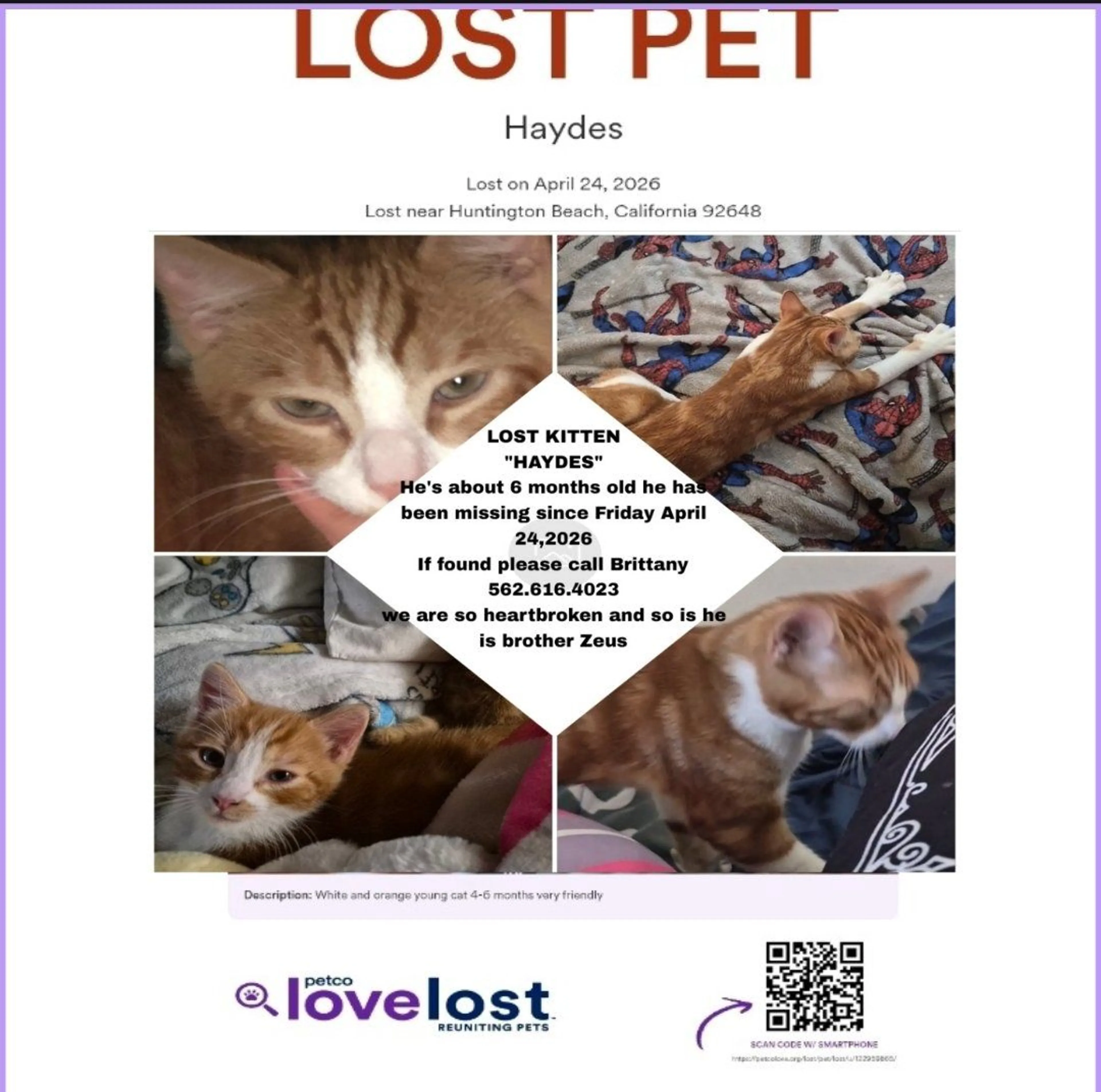 Lost pet-0