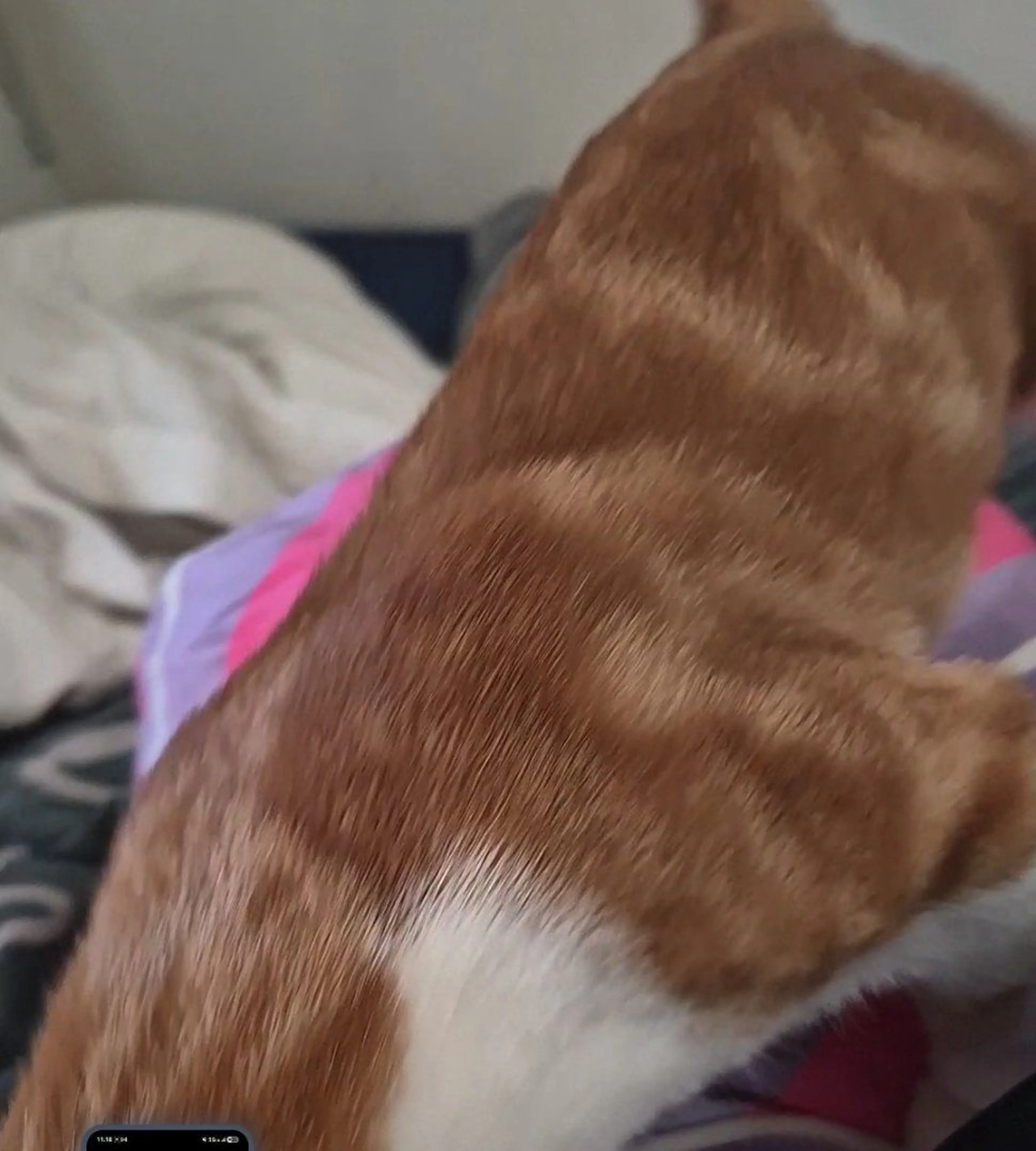 Lost pet-3