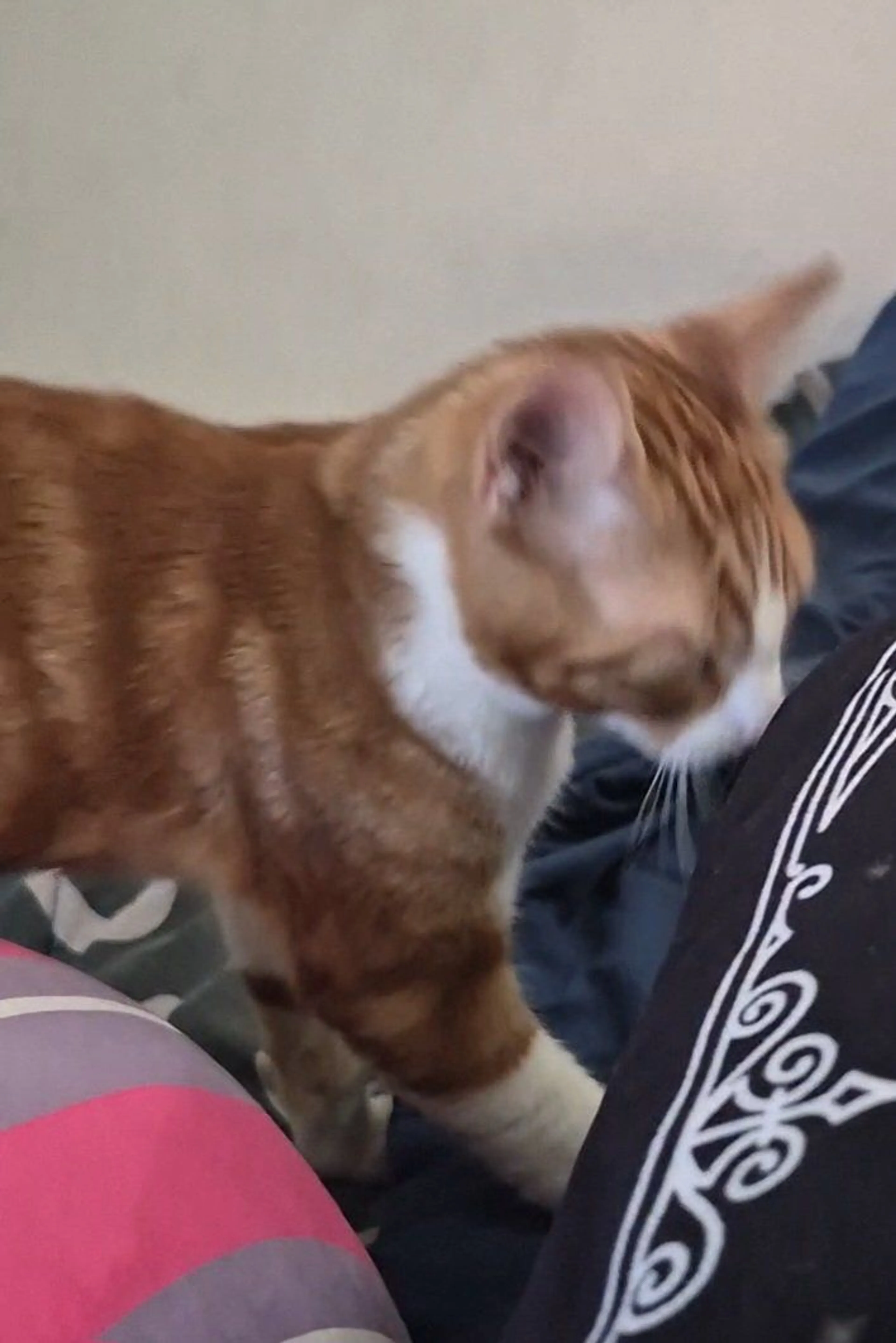 Lost pet-4