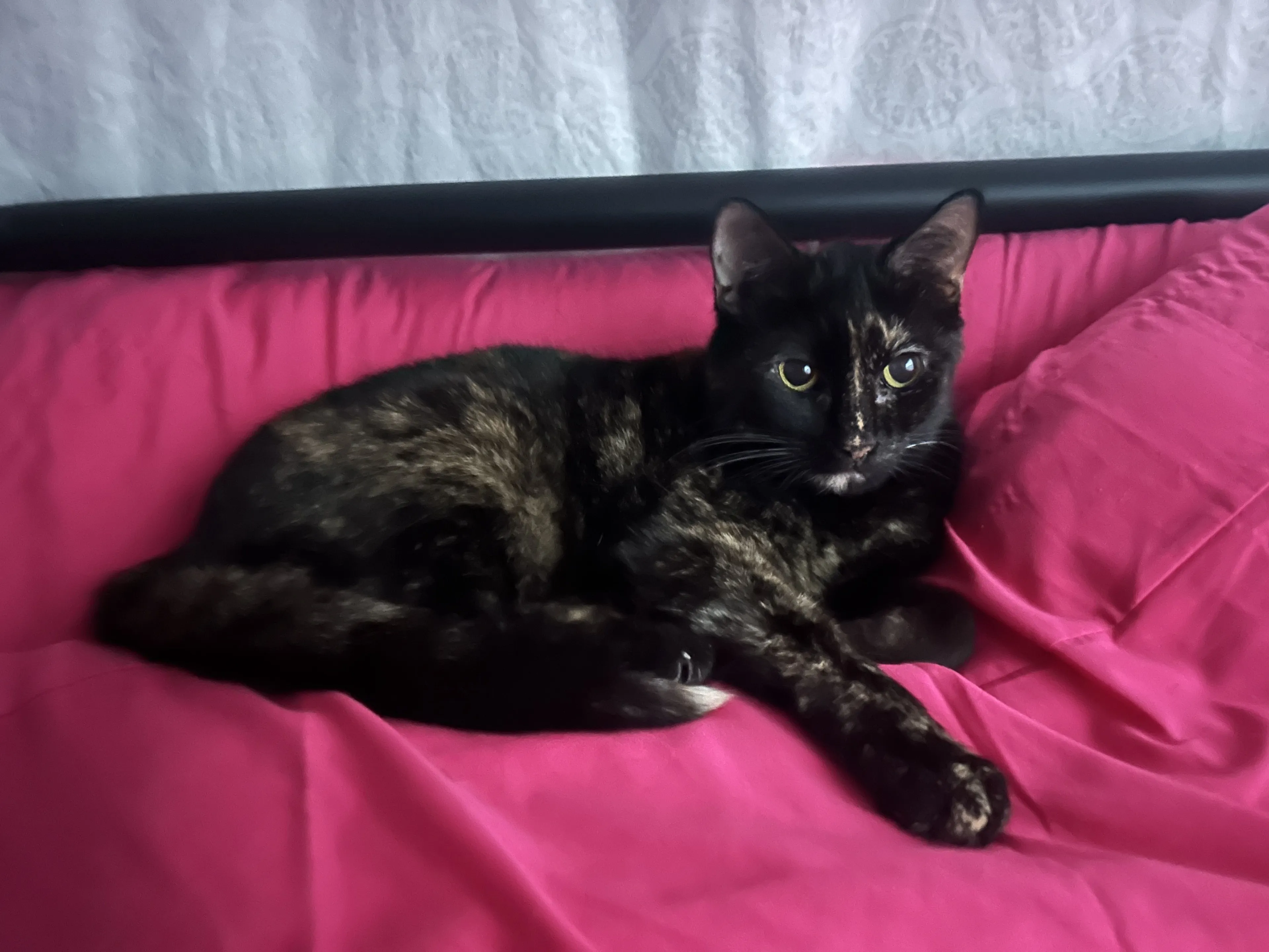 Lost pet
