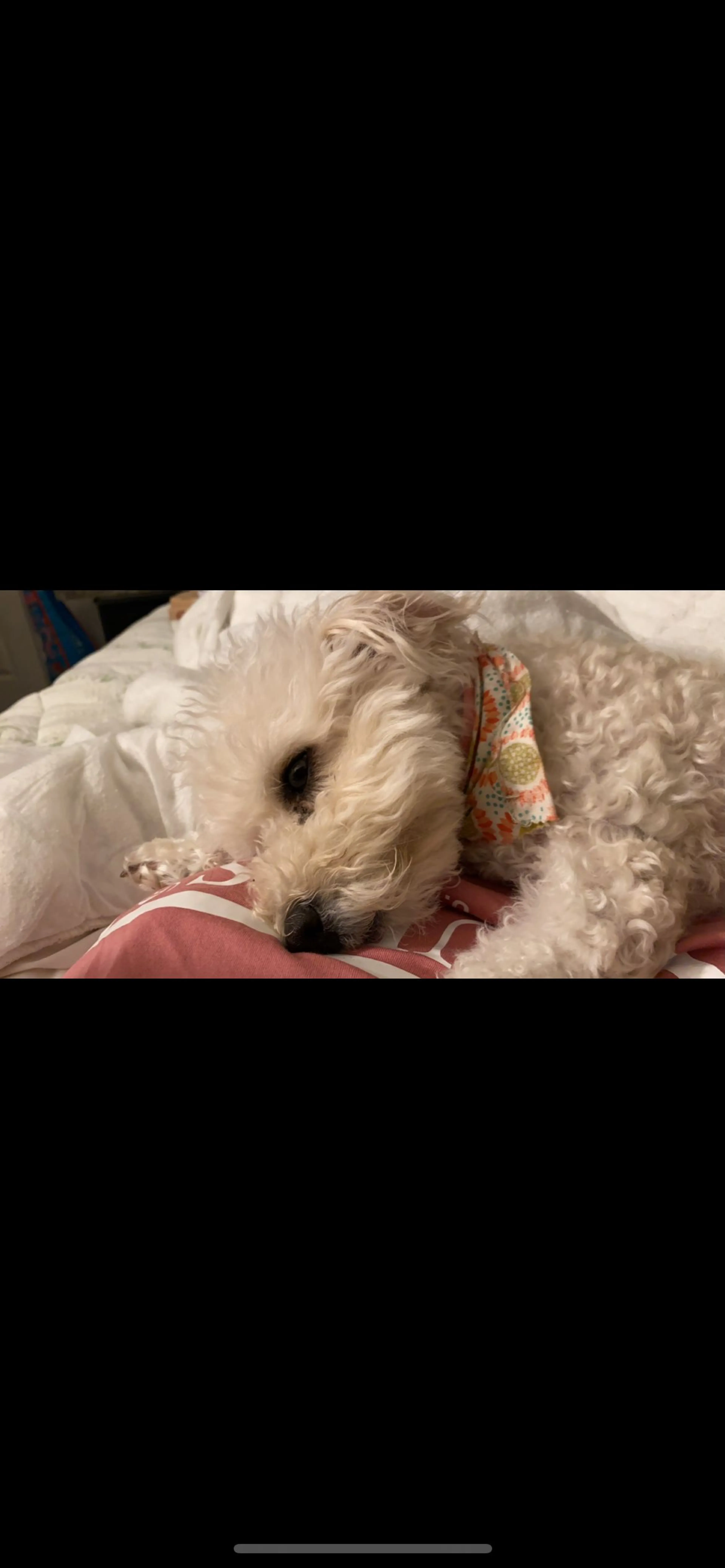 Lost pet