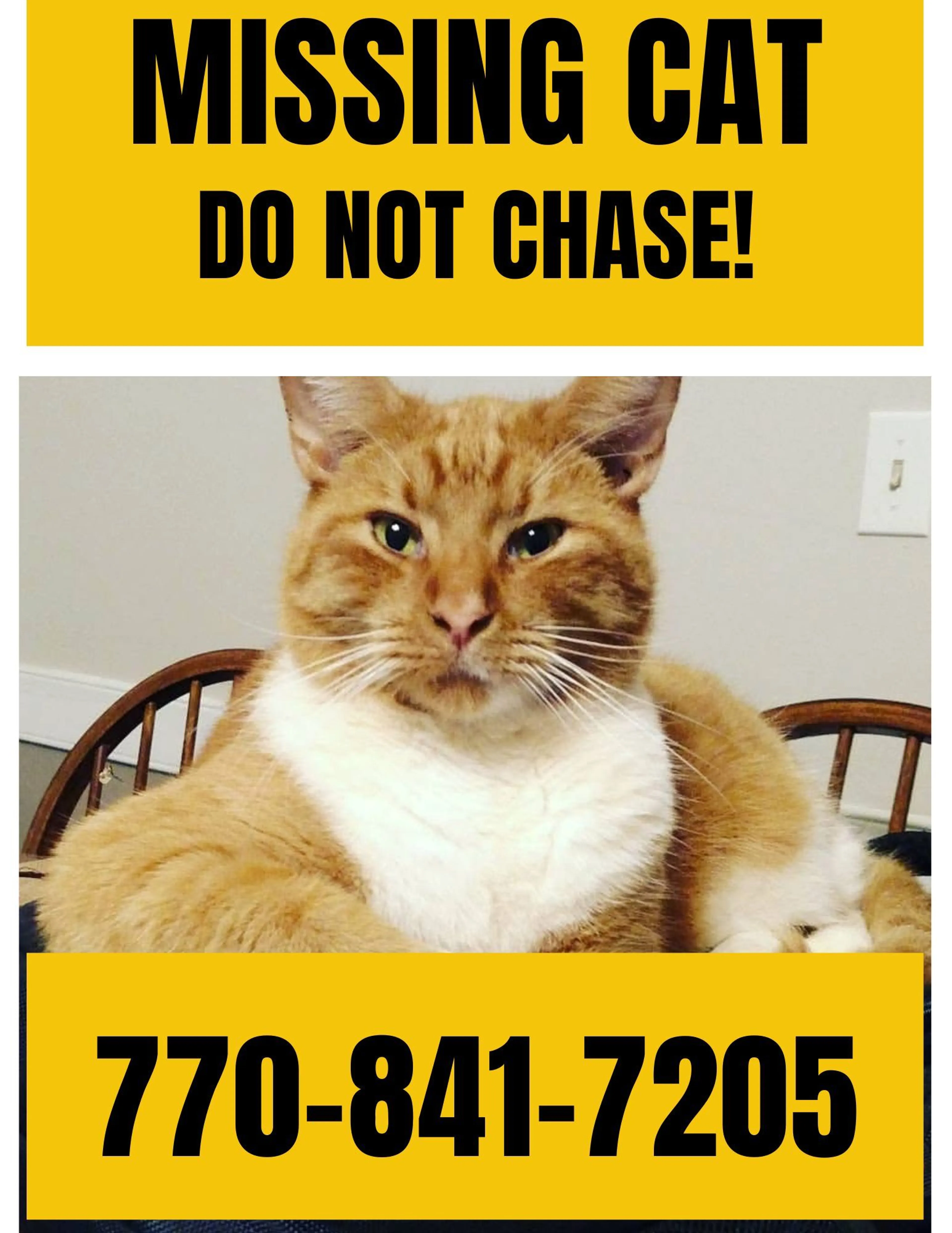 Lost pet-1