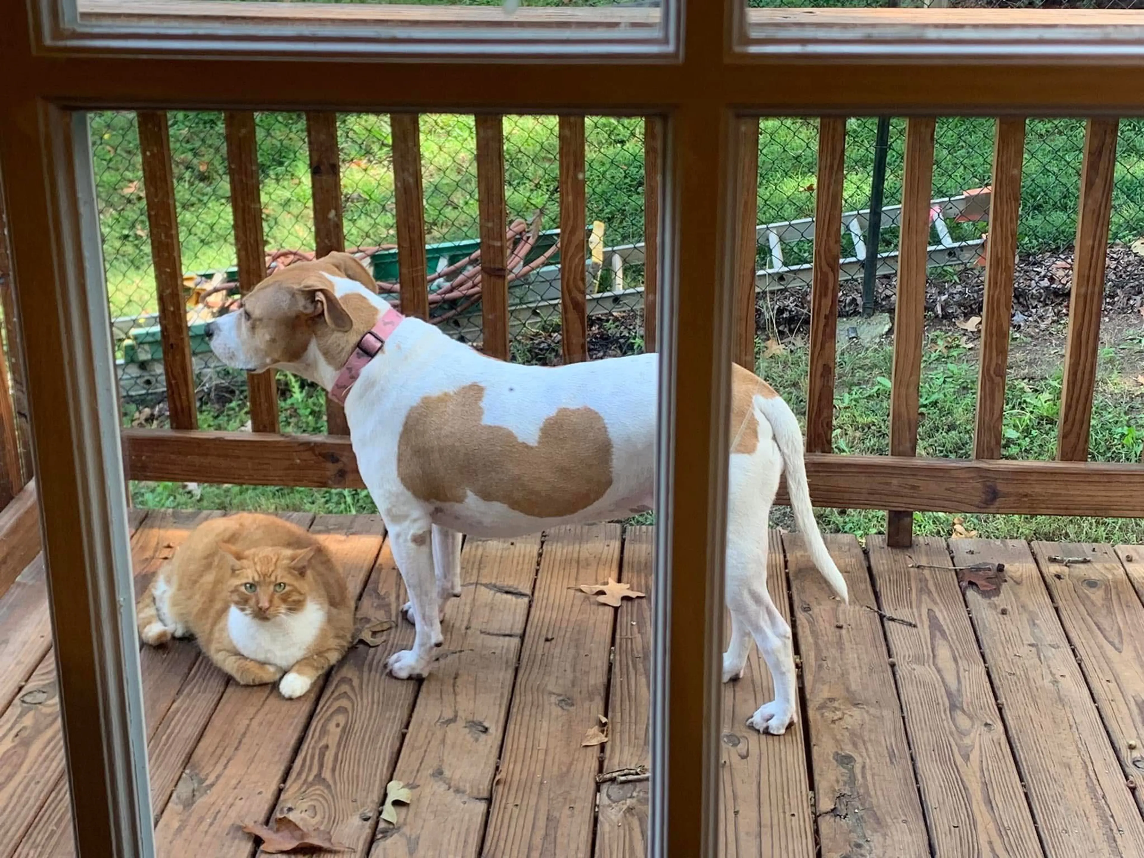 Lost pet-0