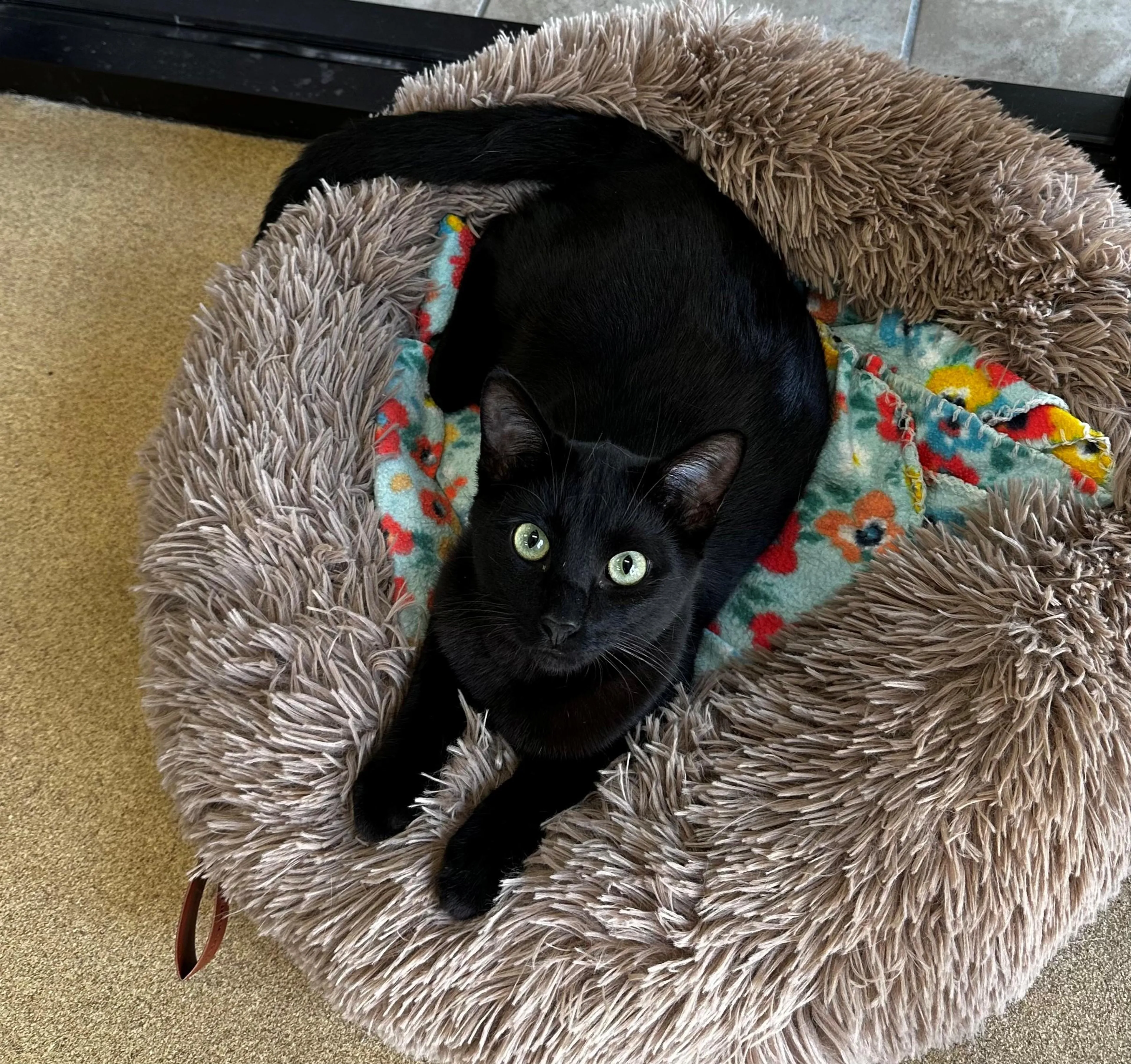Found pet