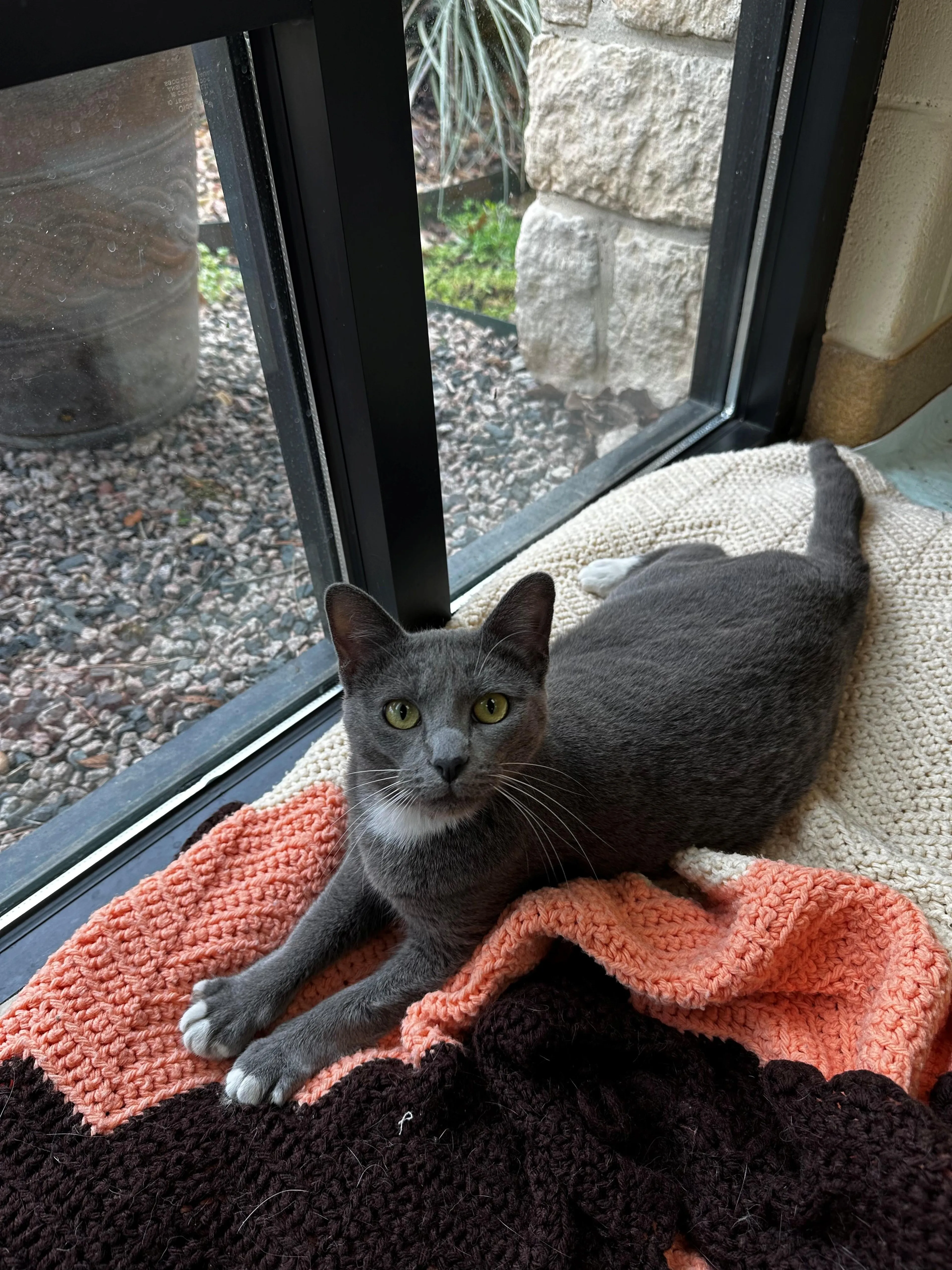 Found pet-2