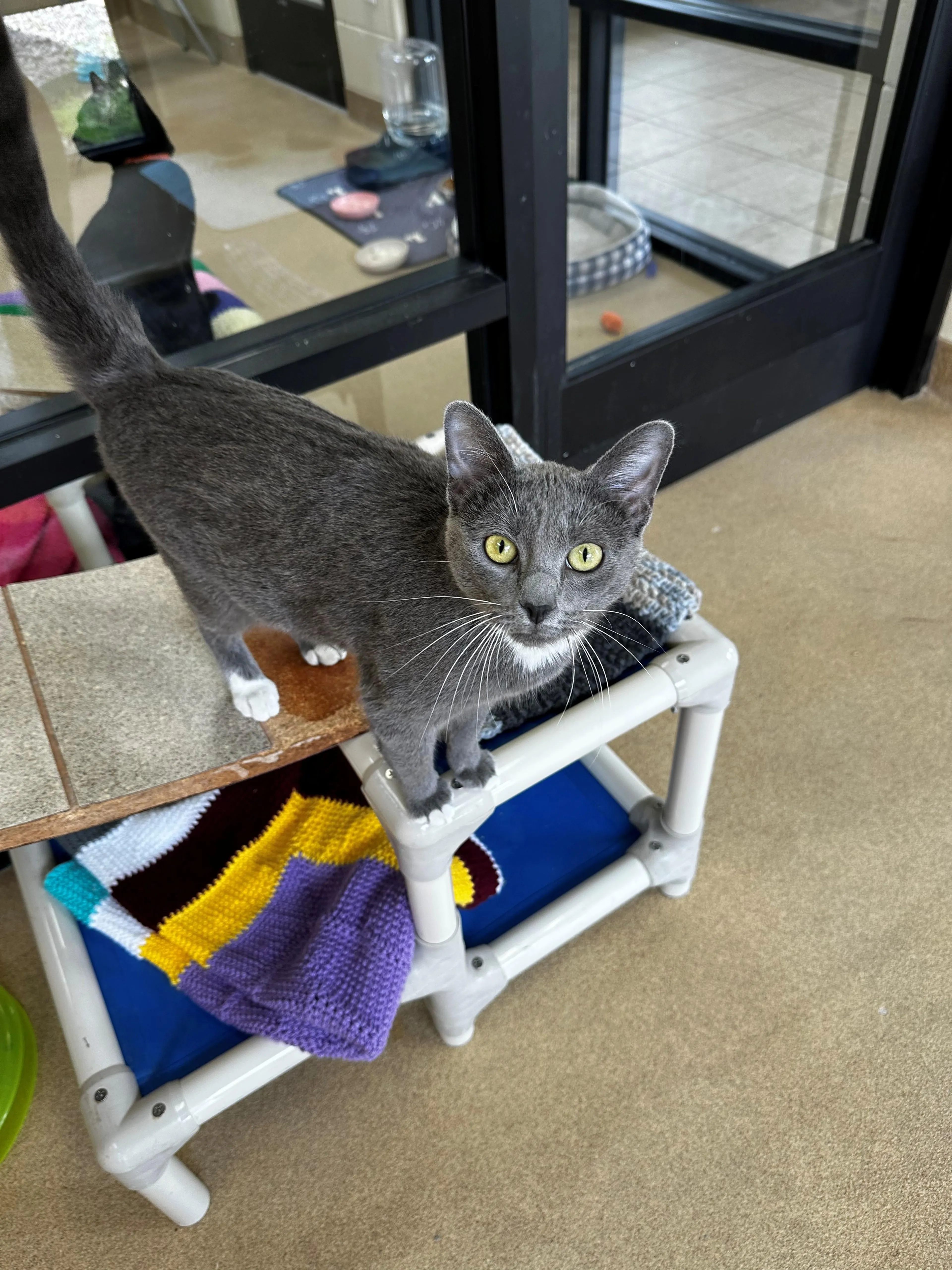 Found pet-1