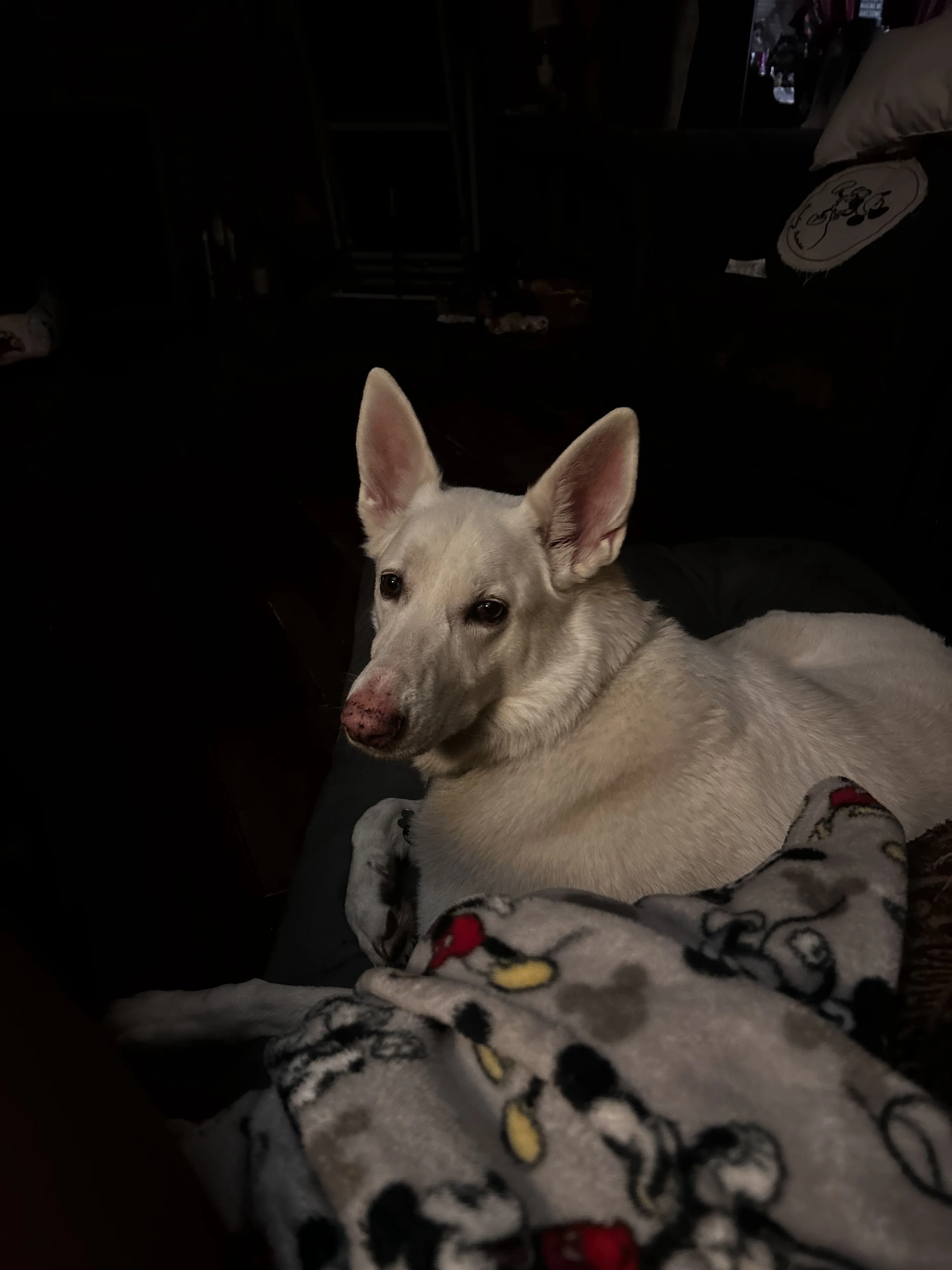 Lost pet