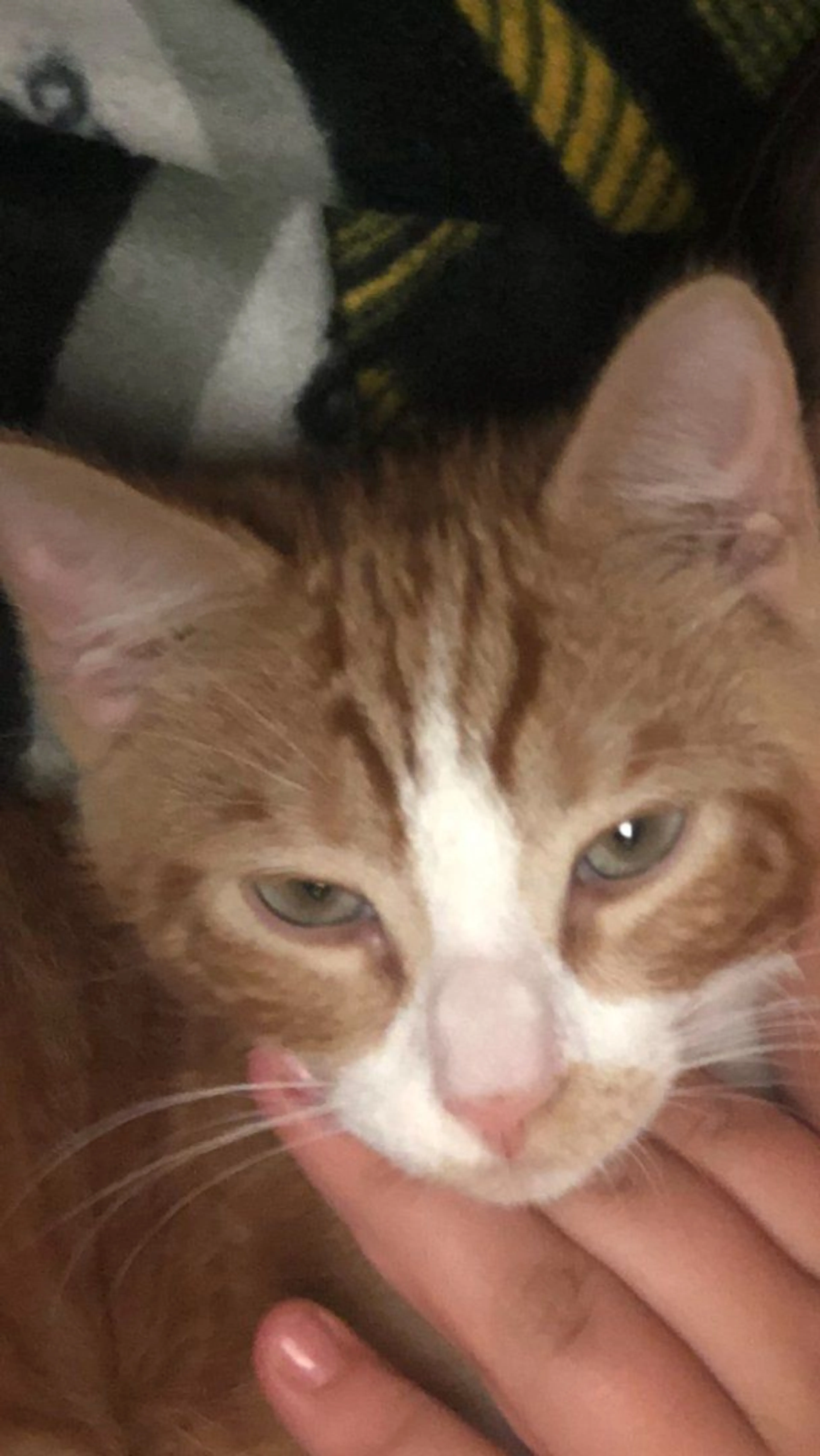 Lost pet-4