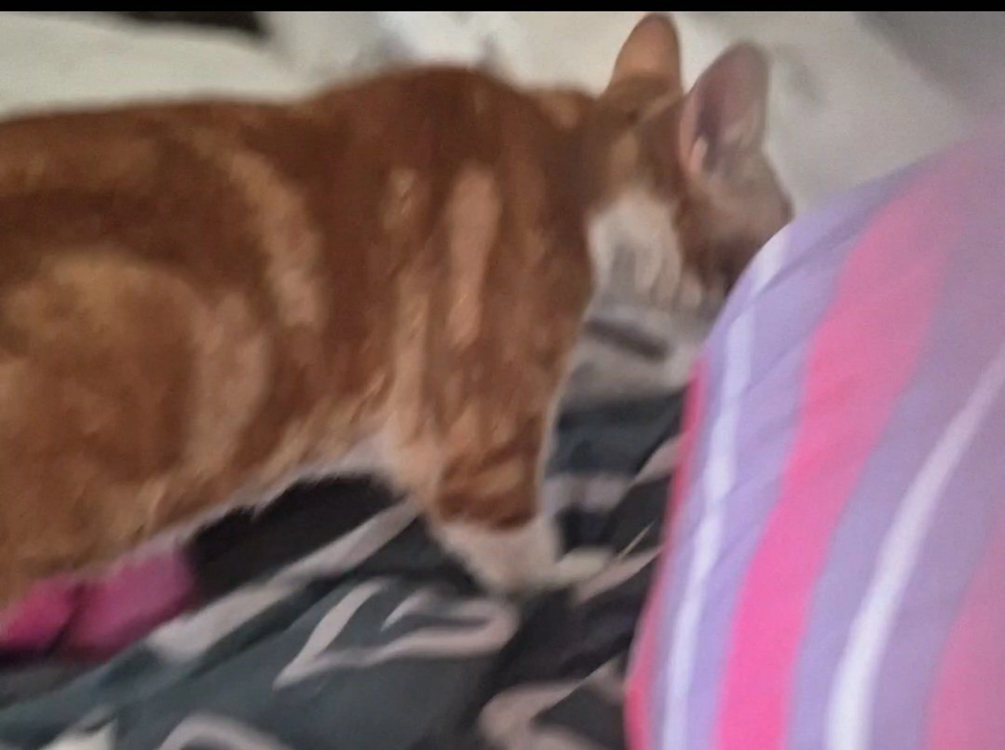 Lost pet-2