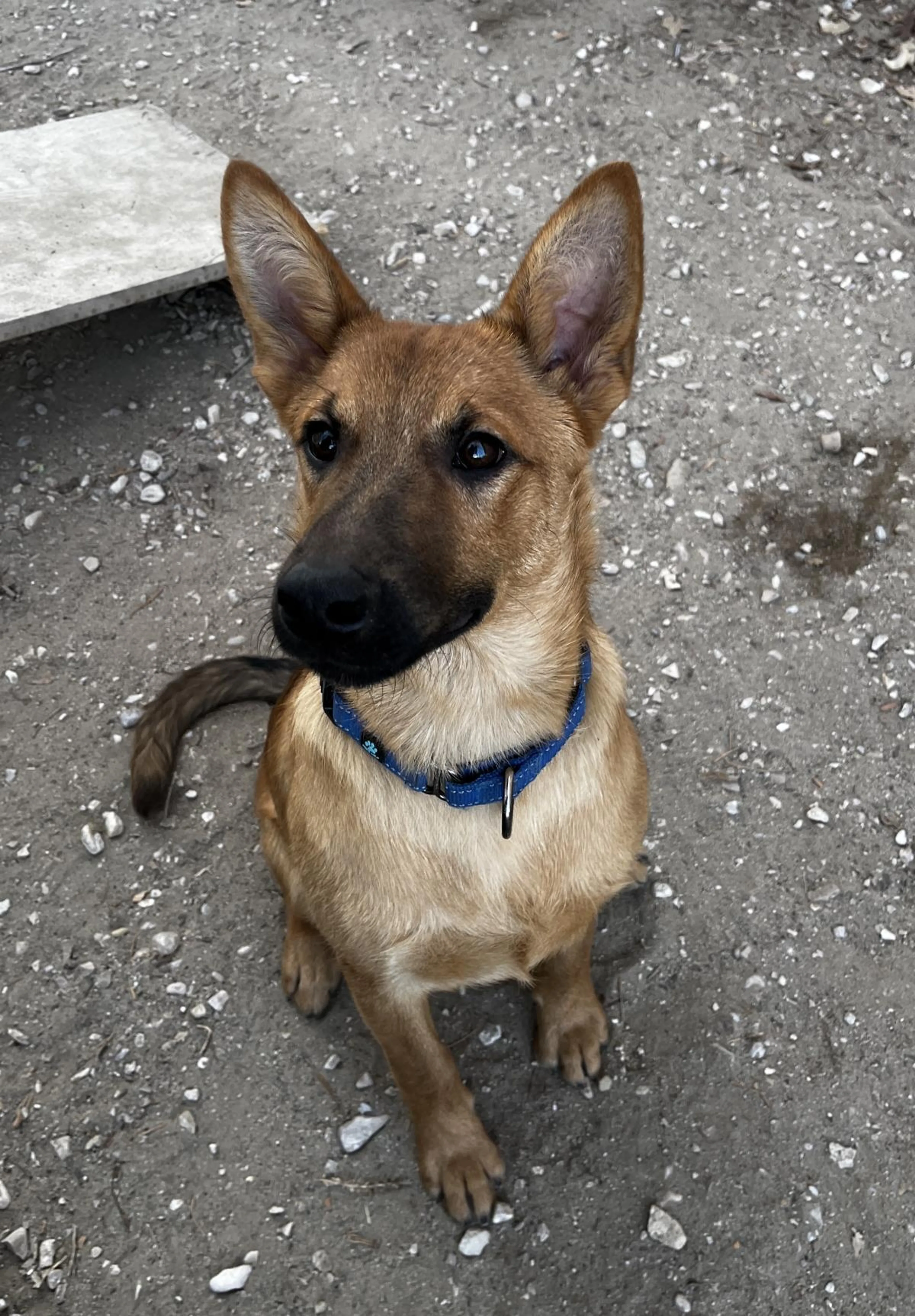 Found pet-1