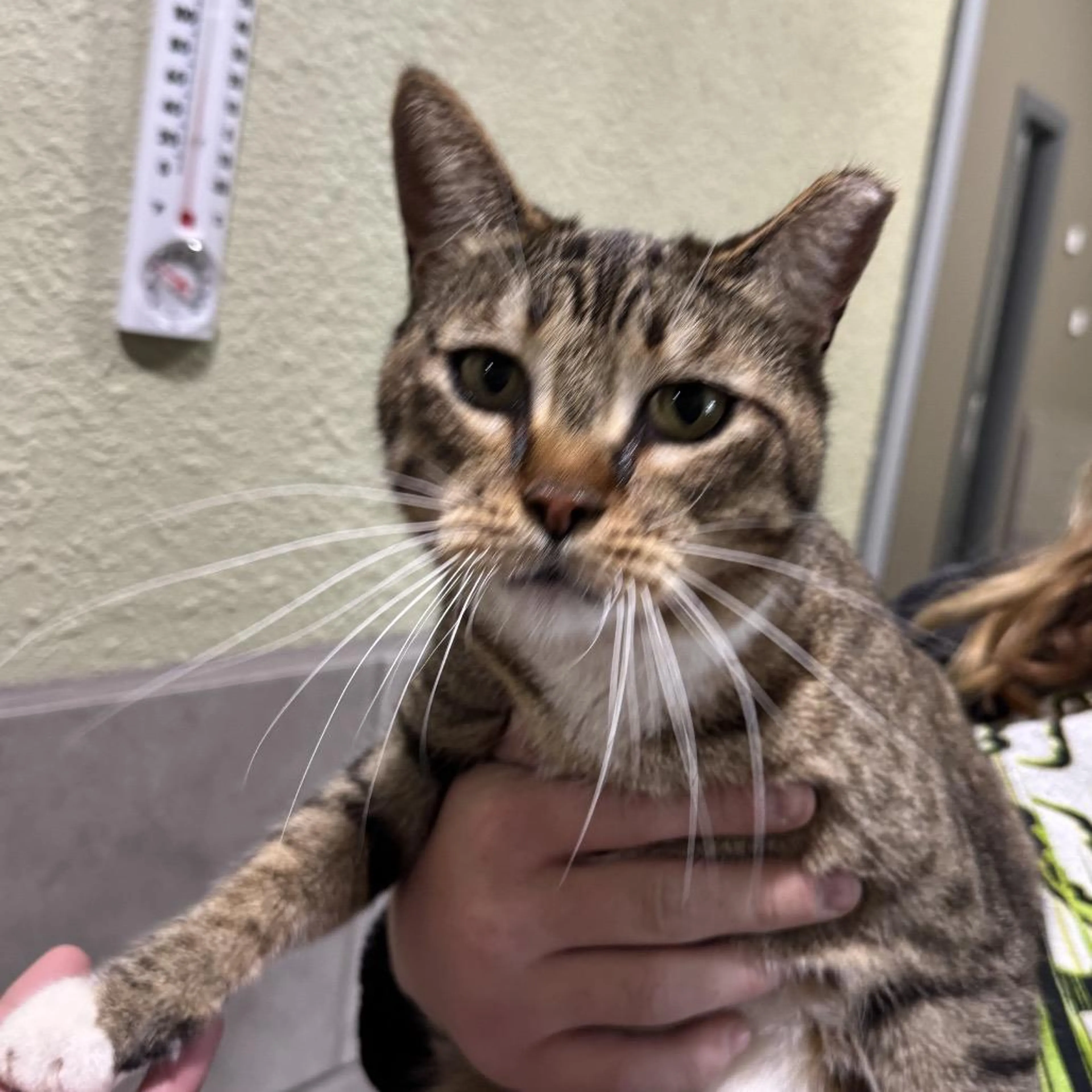 Found pet