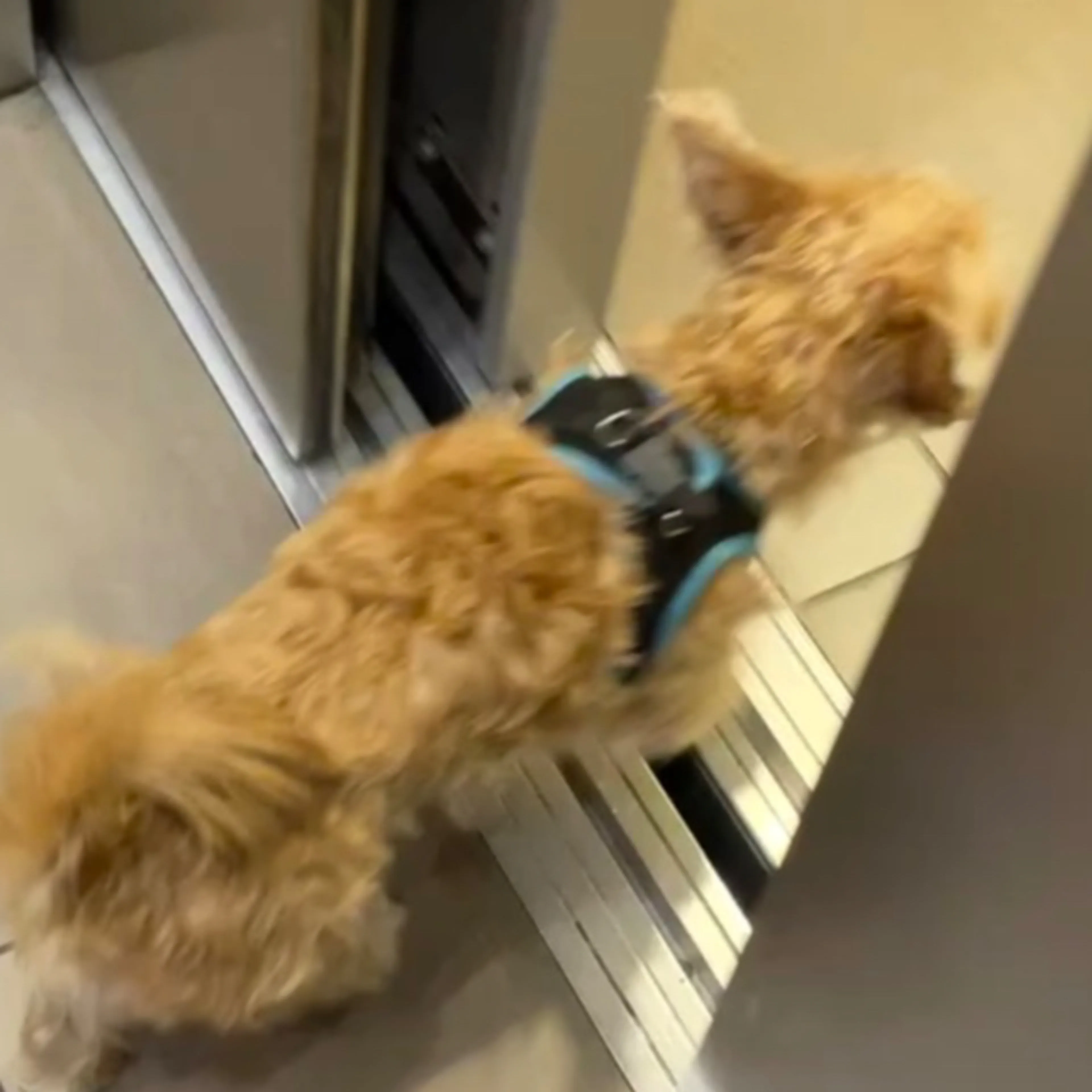 Lost pet-3