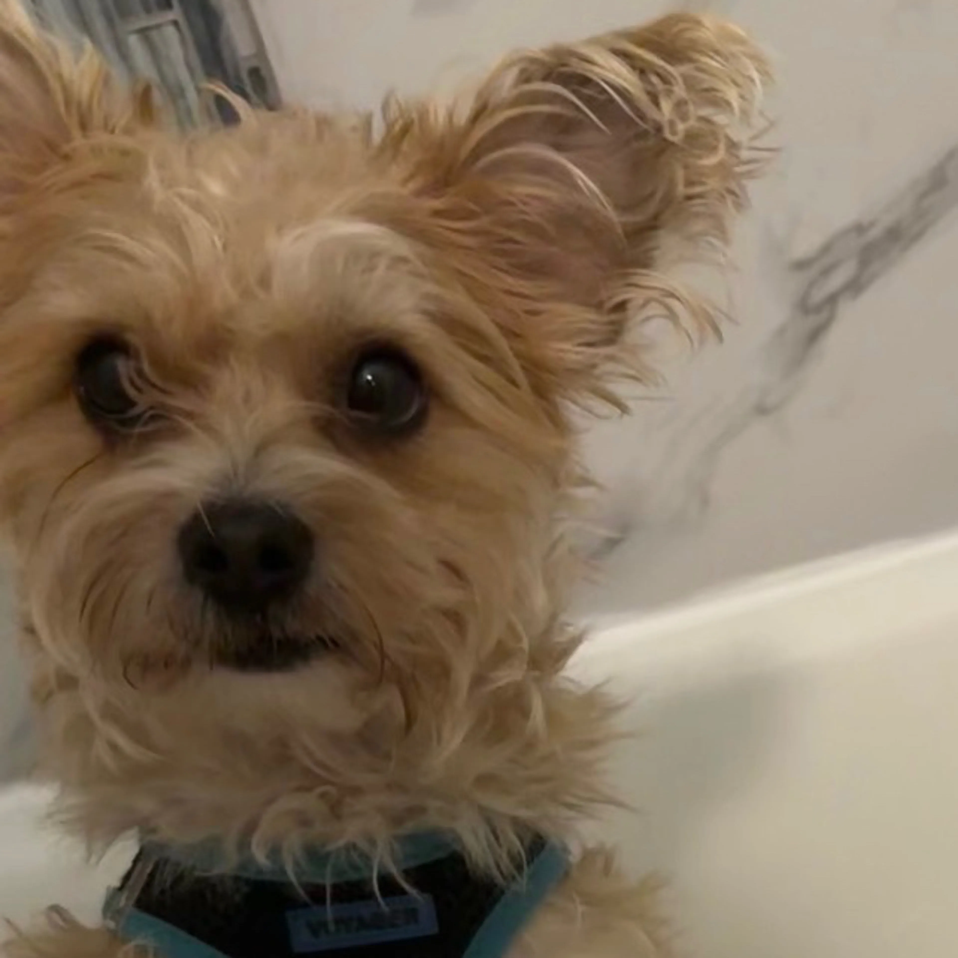 Lost pet-2