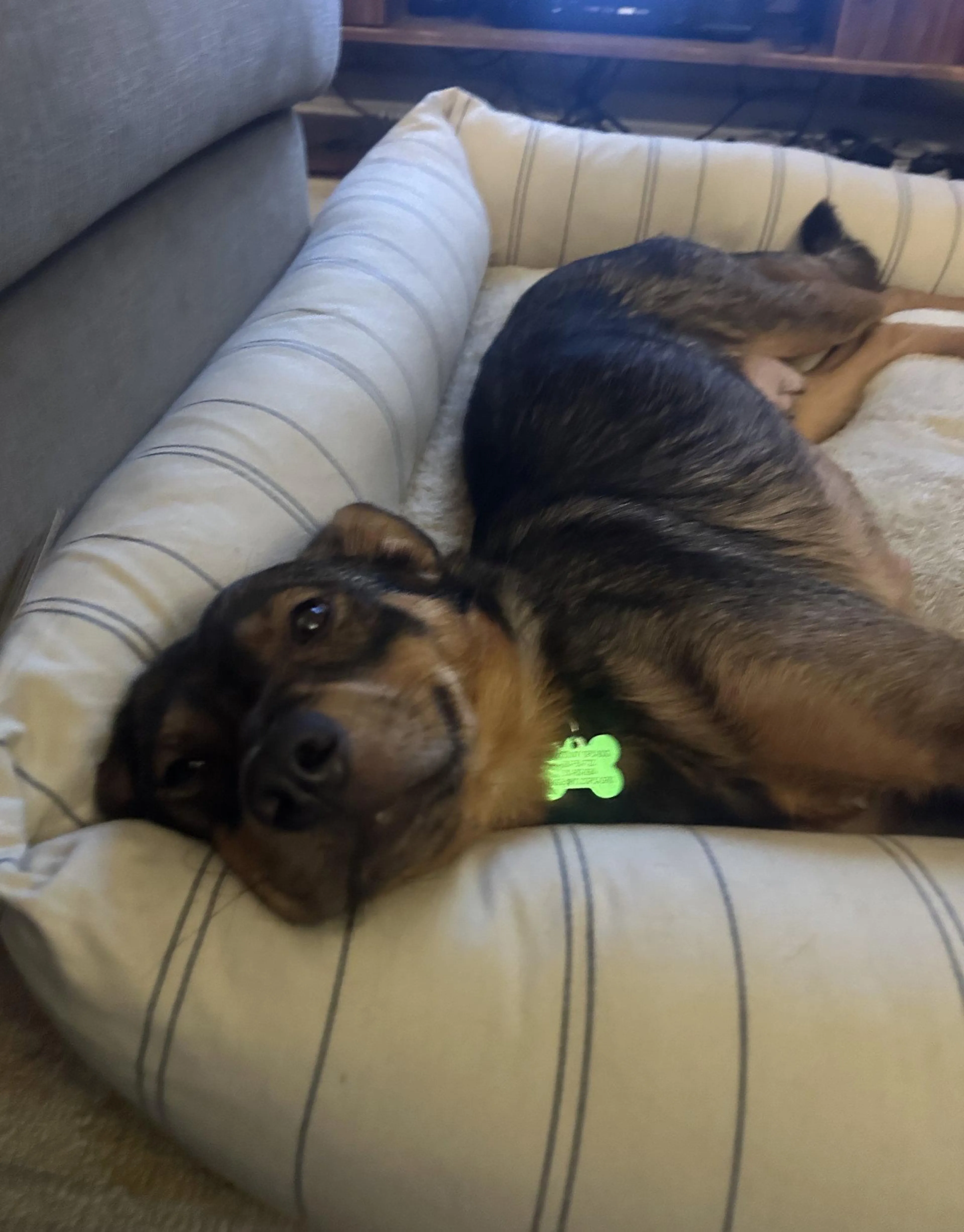 Found pet-2