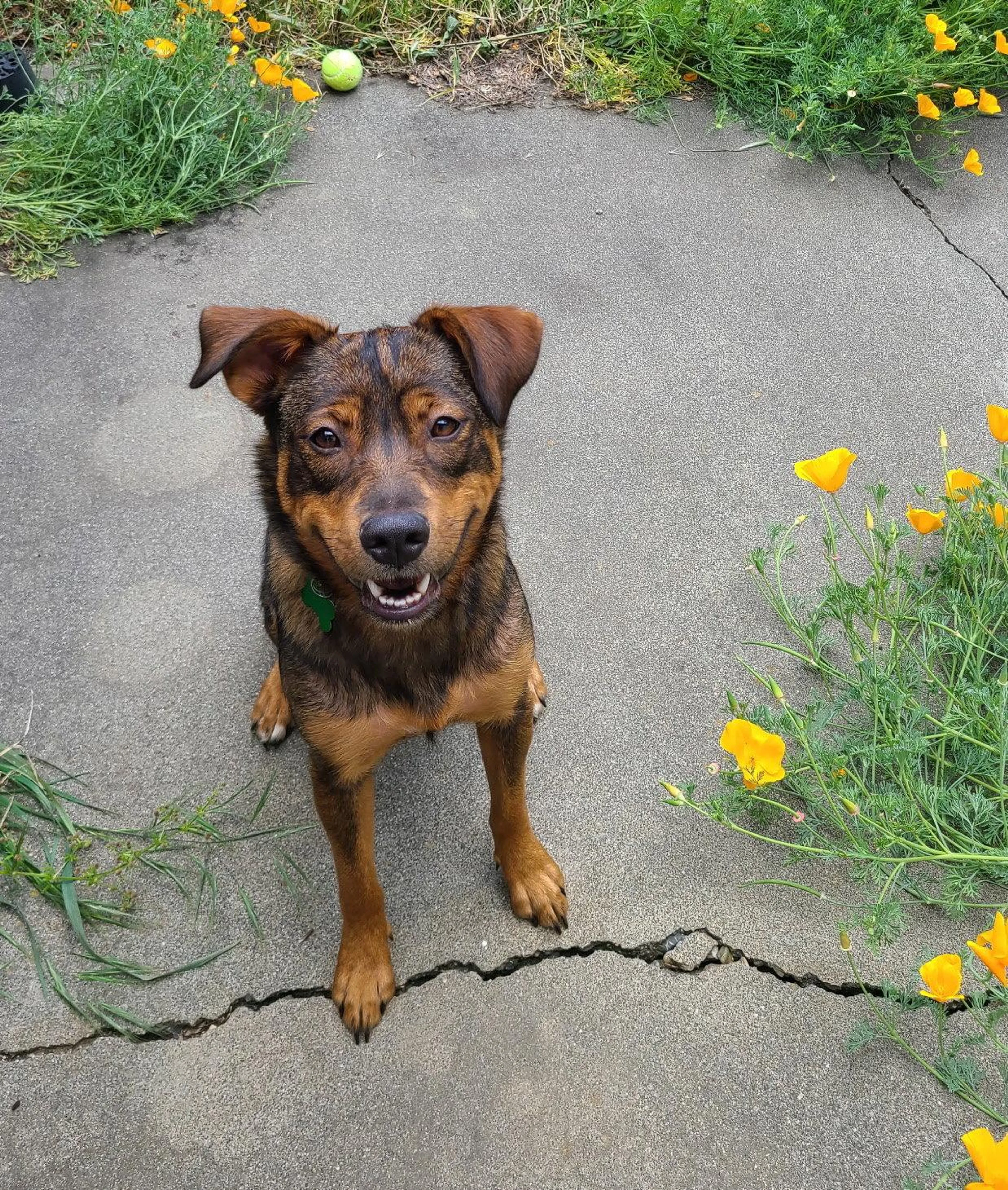 Found pet-1