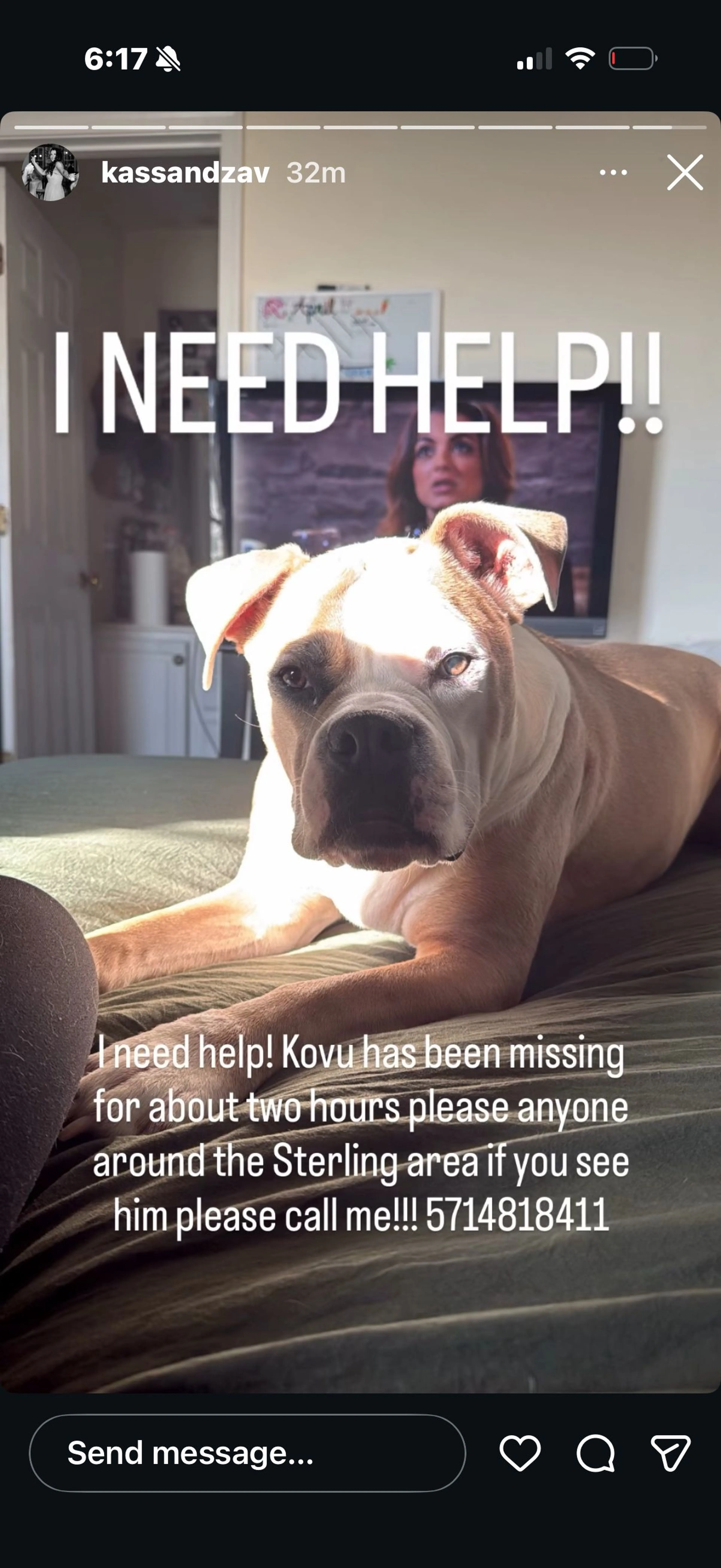 Lost pet