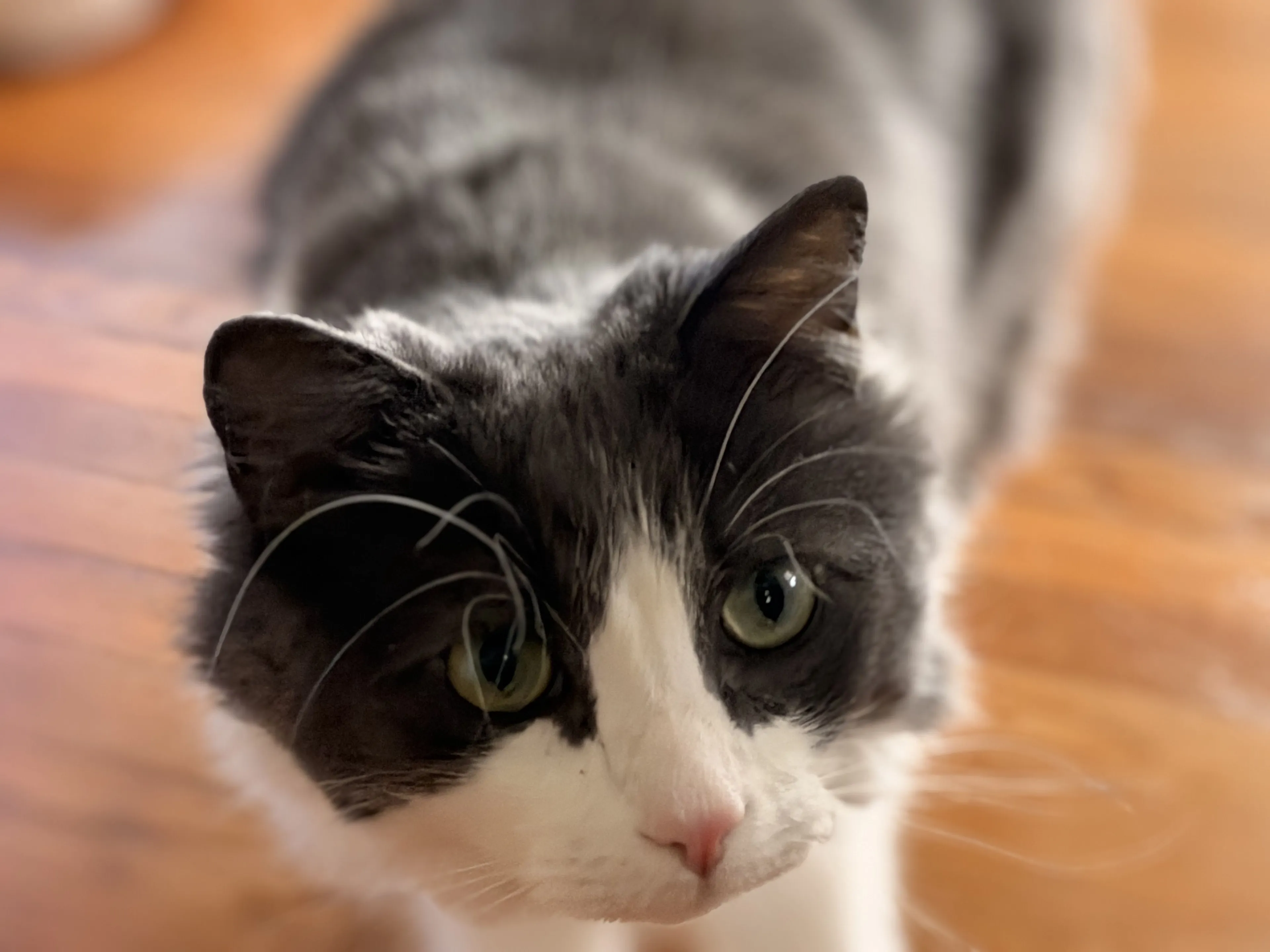 Lost pet-1