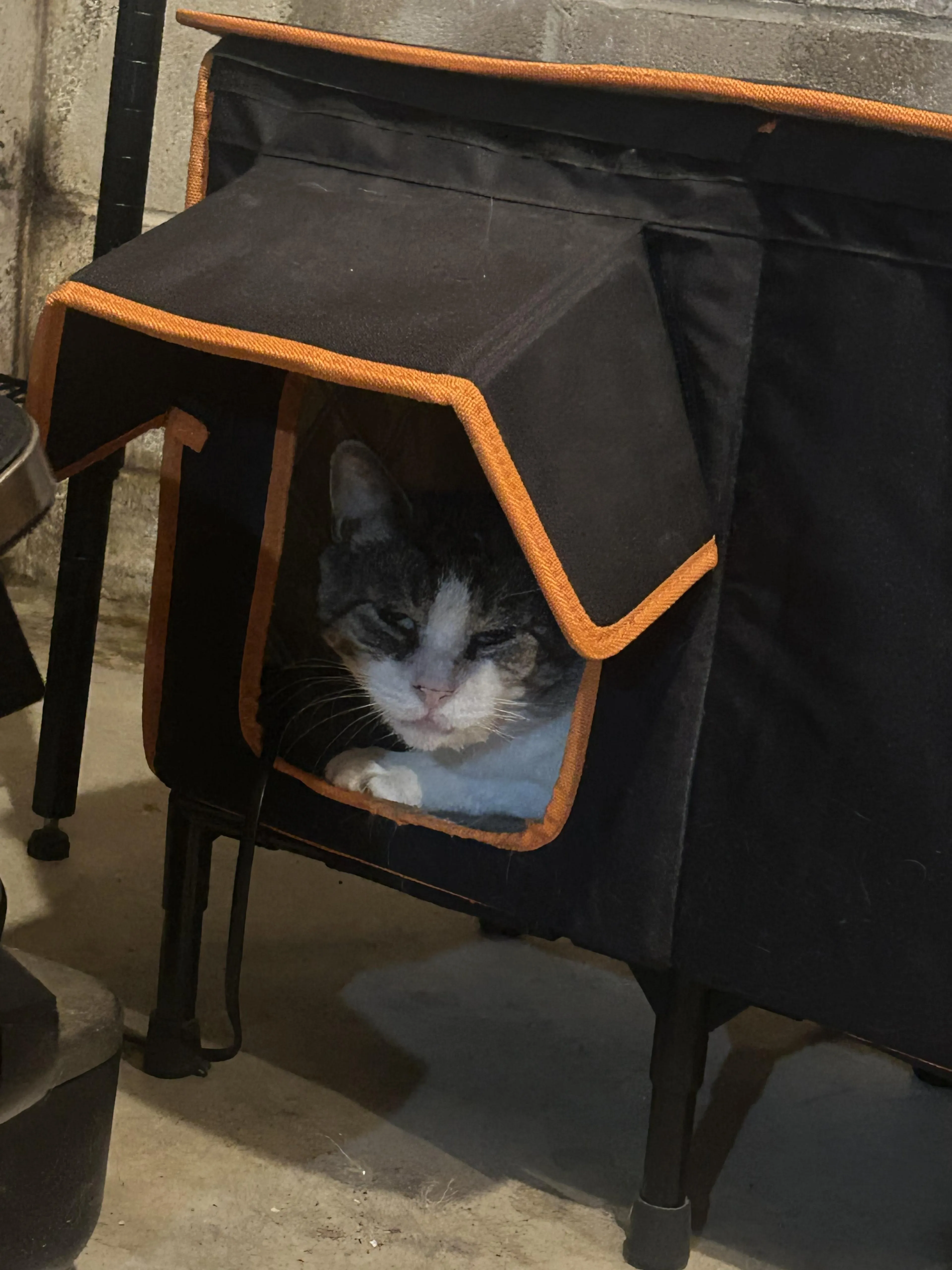 Found pet-1