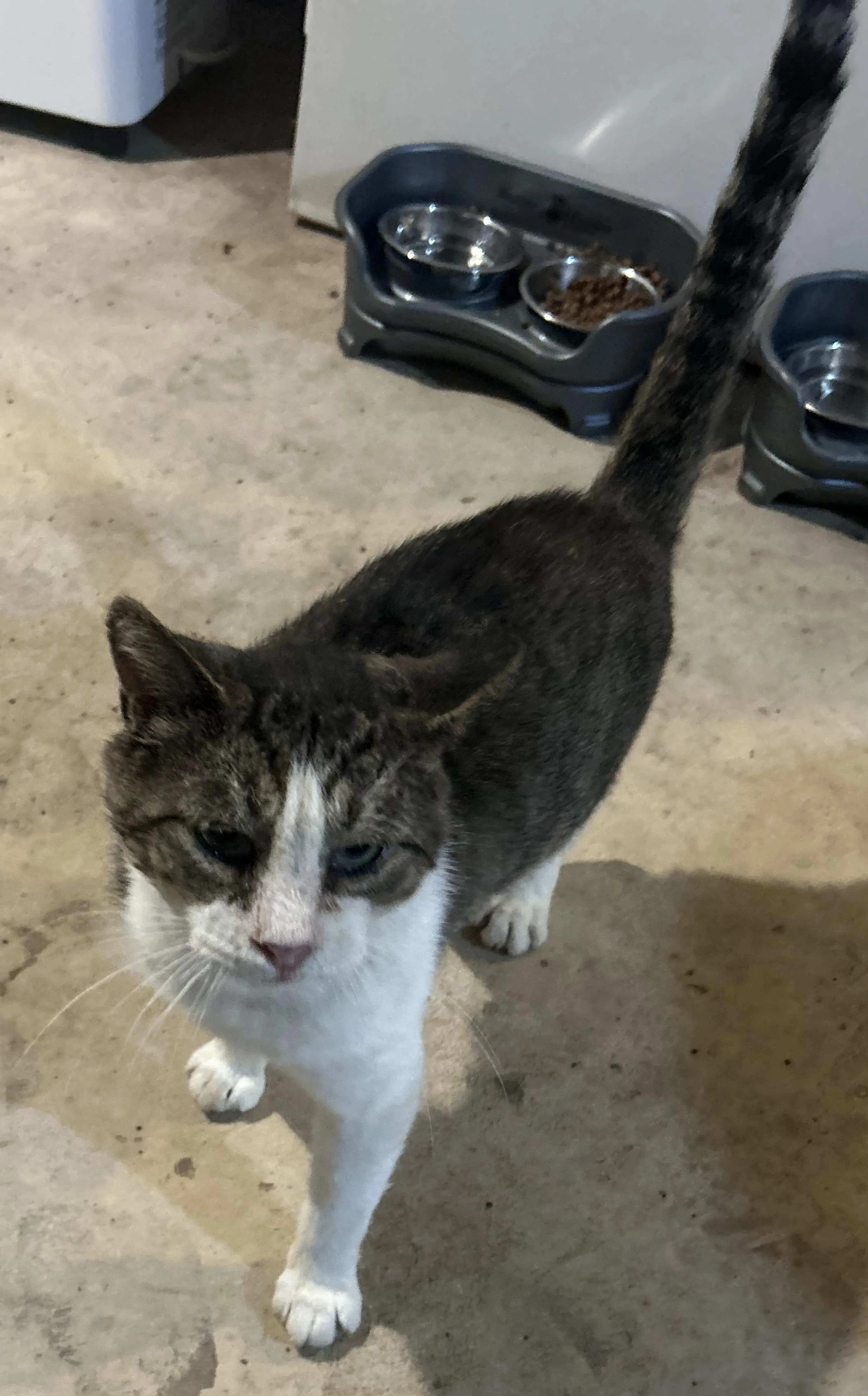 Found pet-2