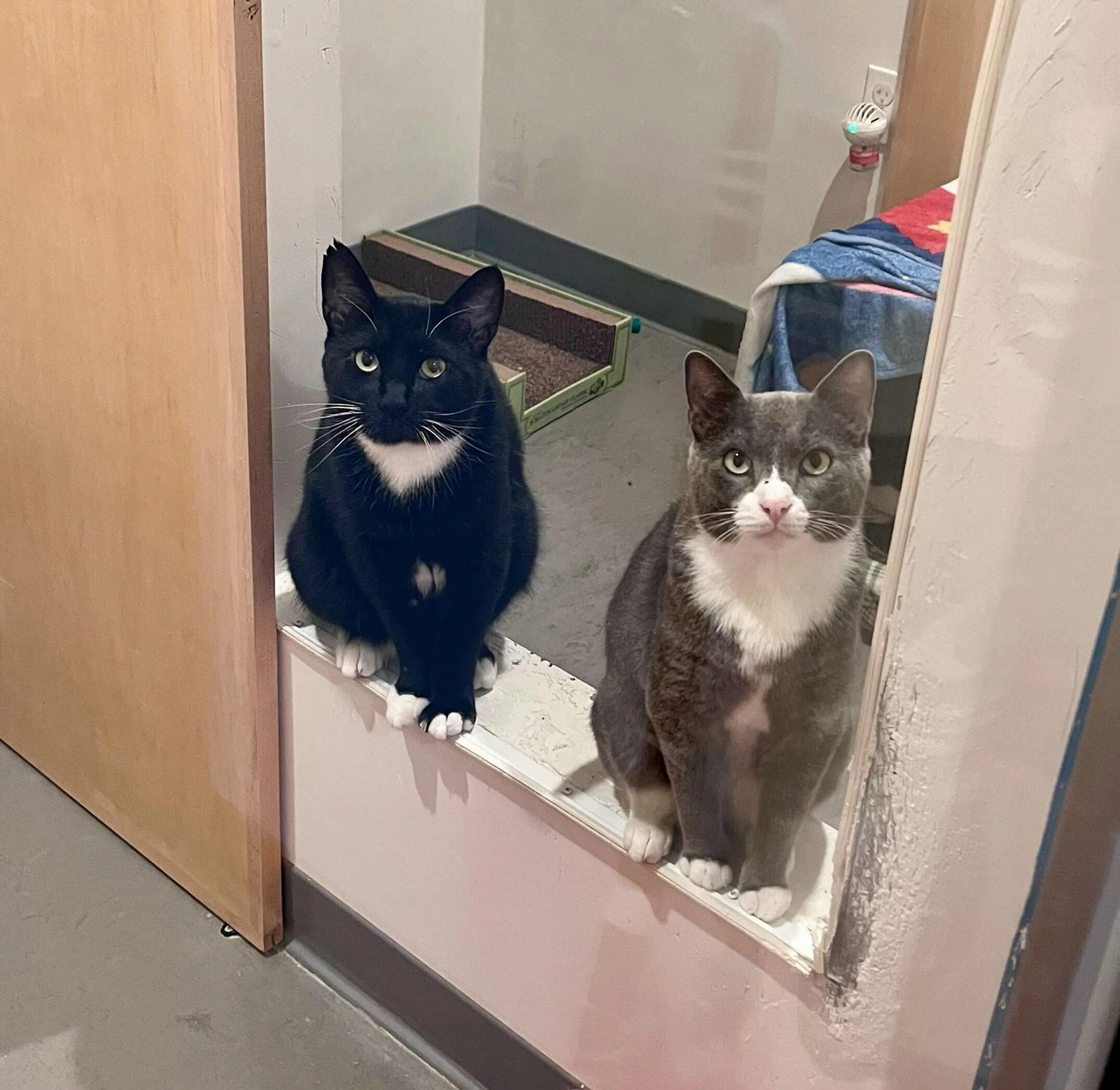 Found pet-0