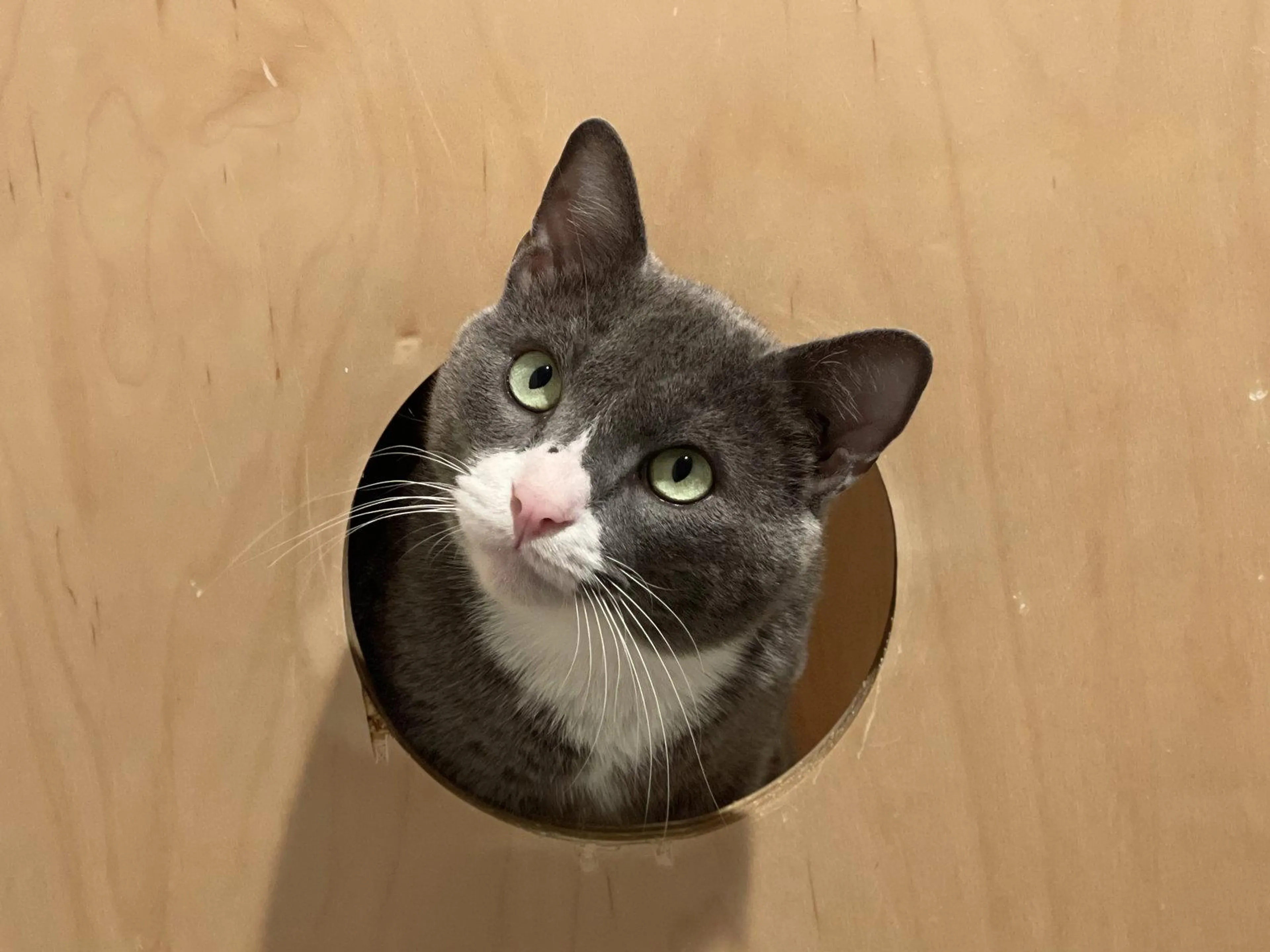 Found pet-1