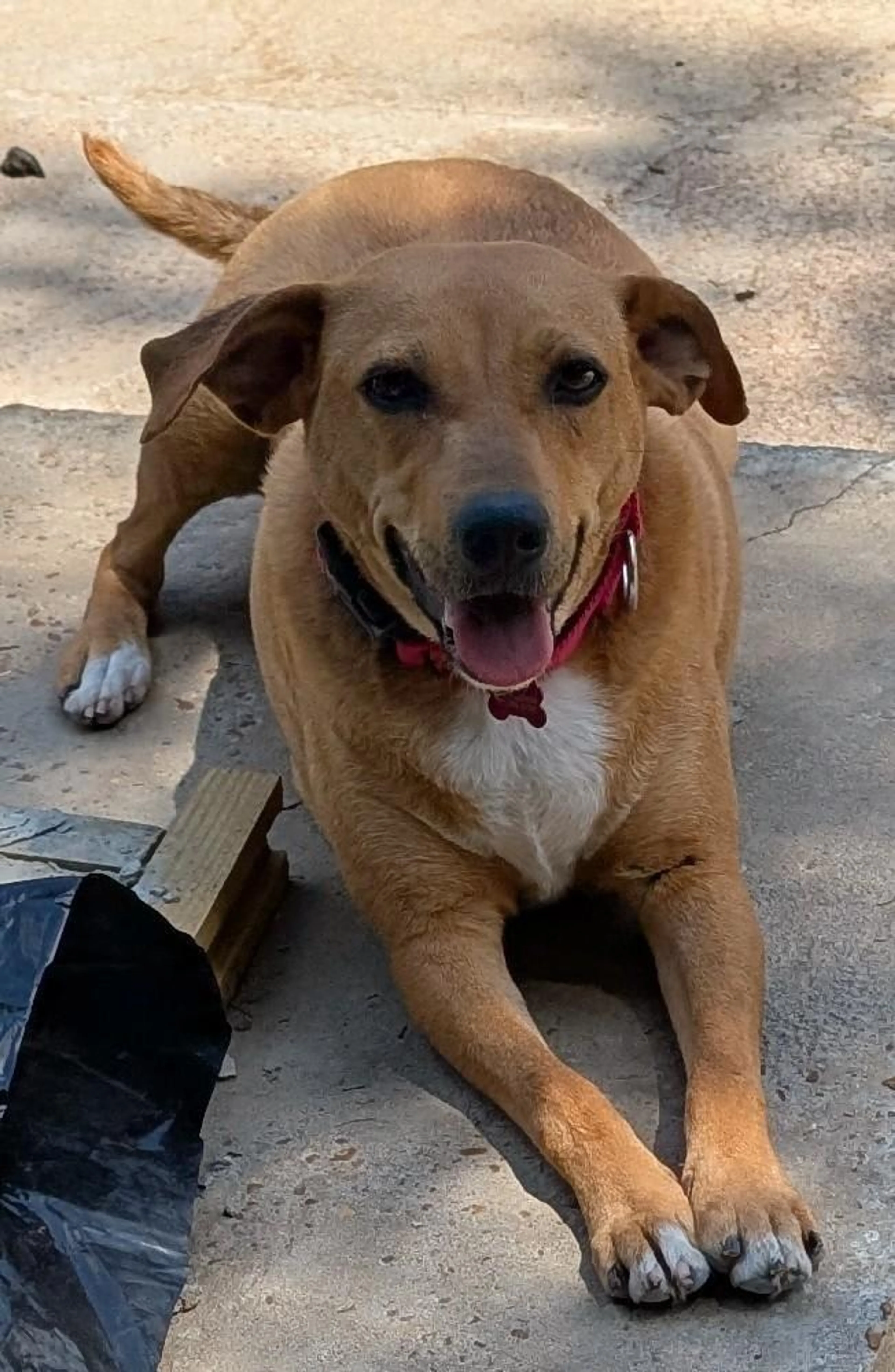 Found pet-1