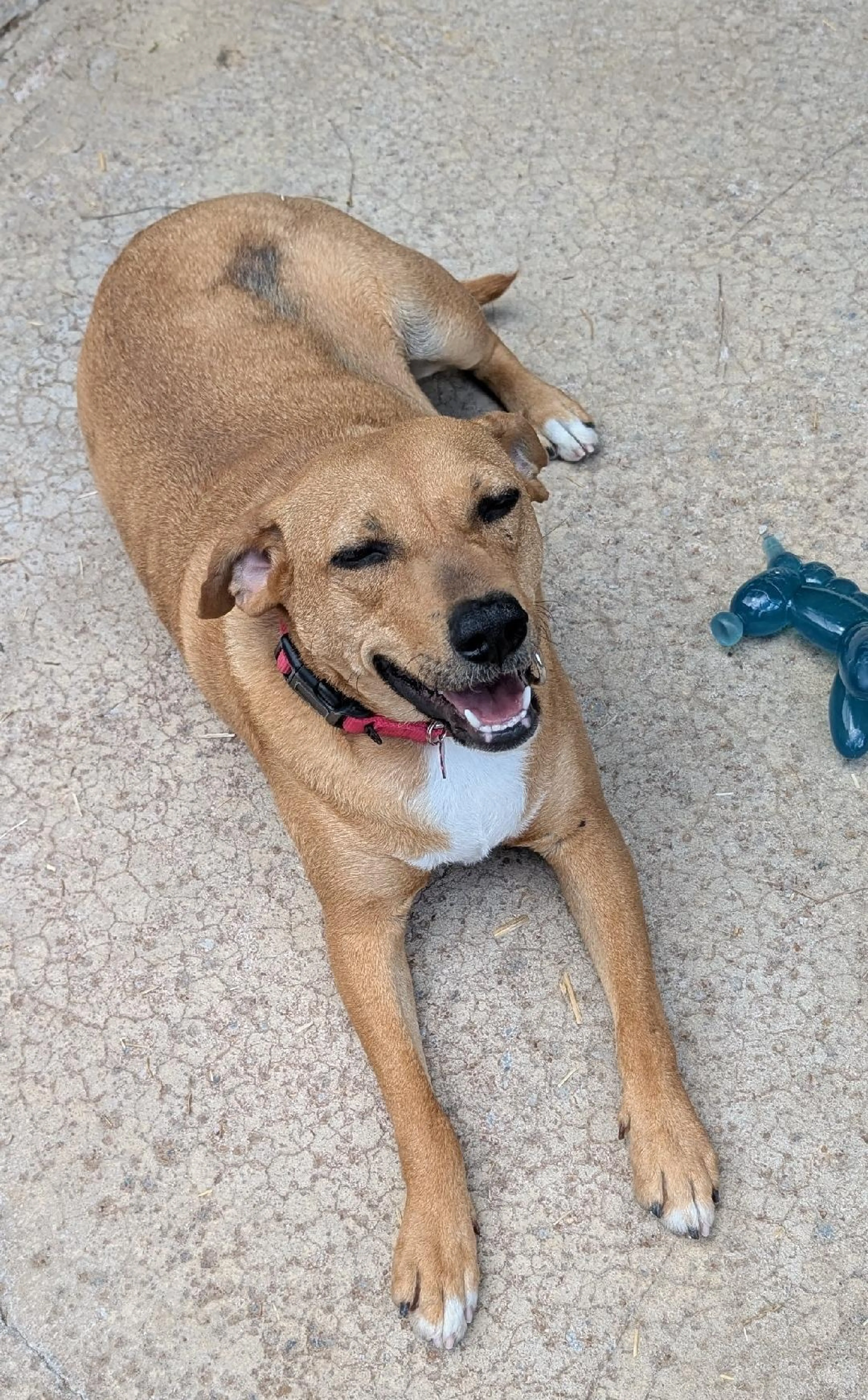 Found pet-4