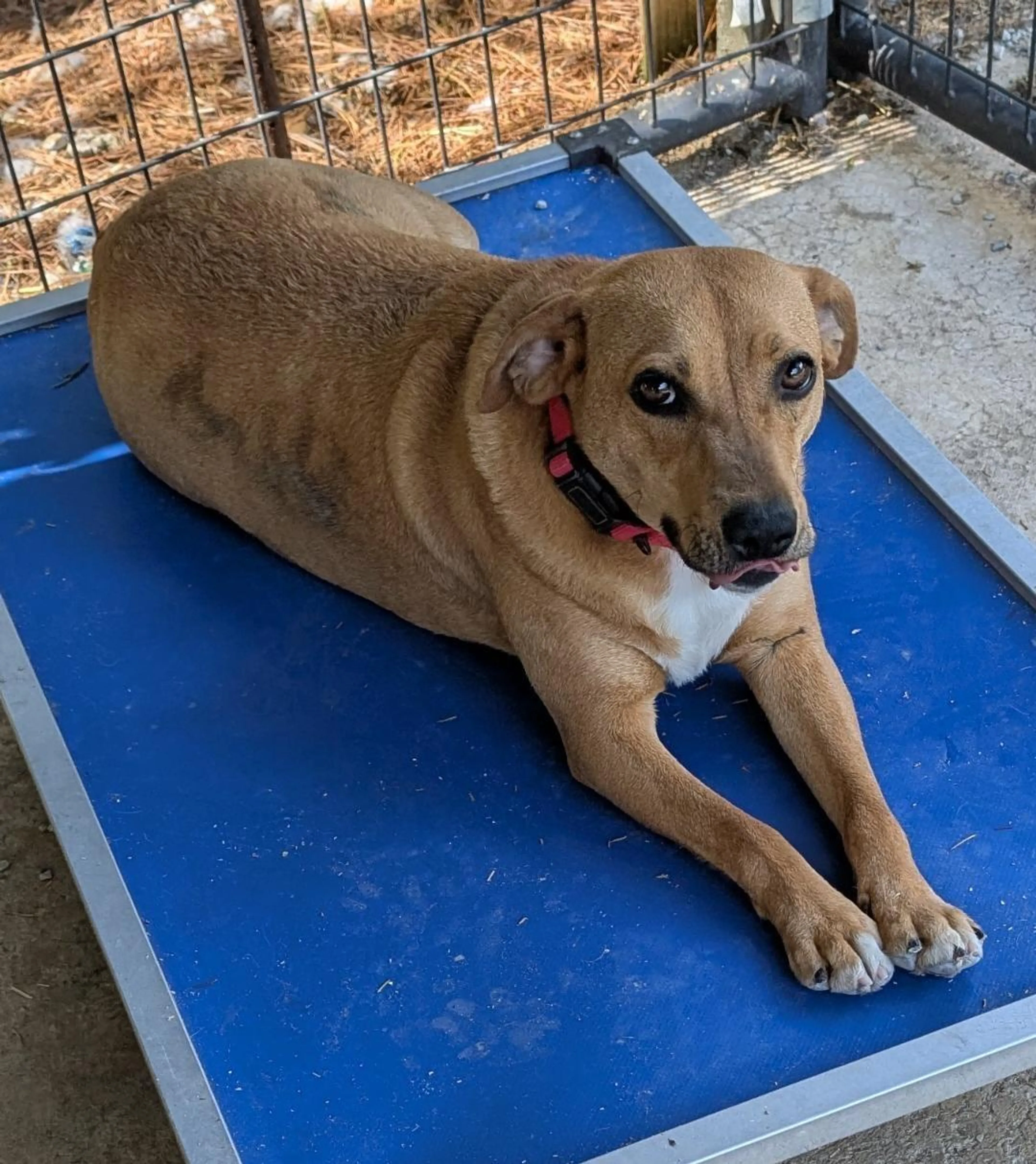 Found pet-5
