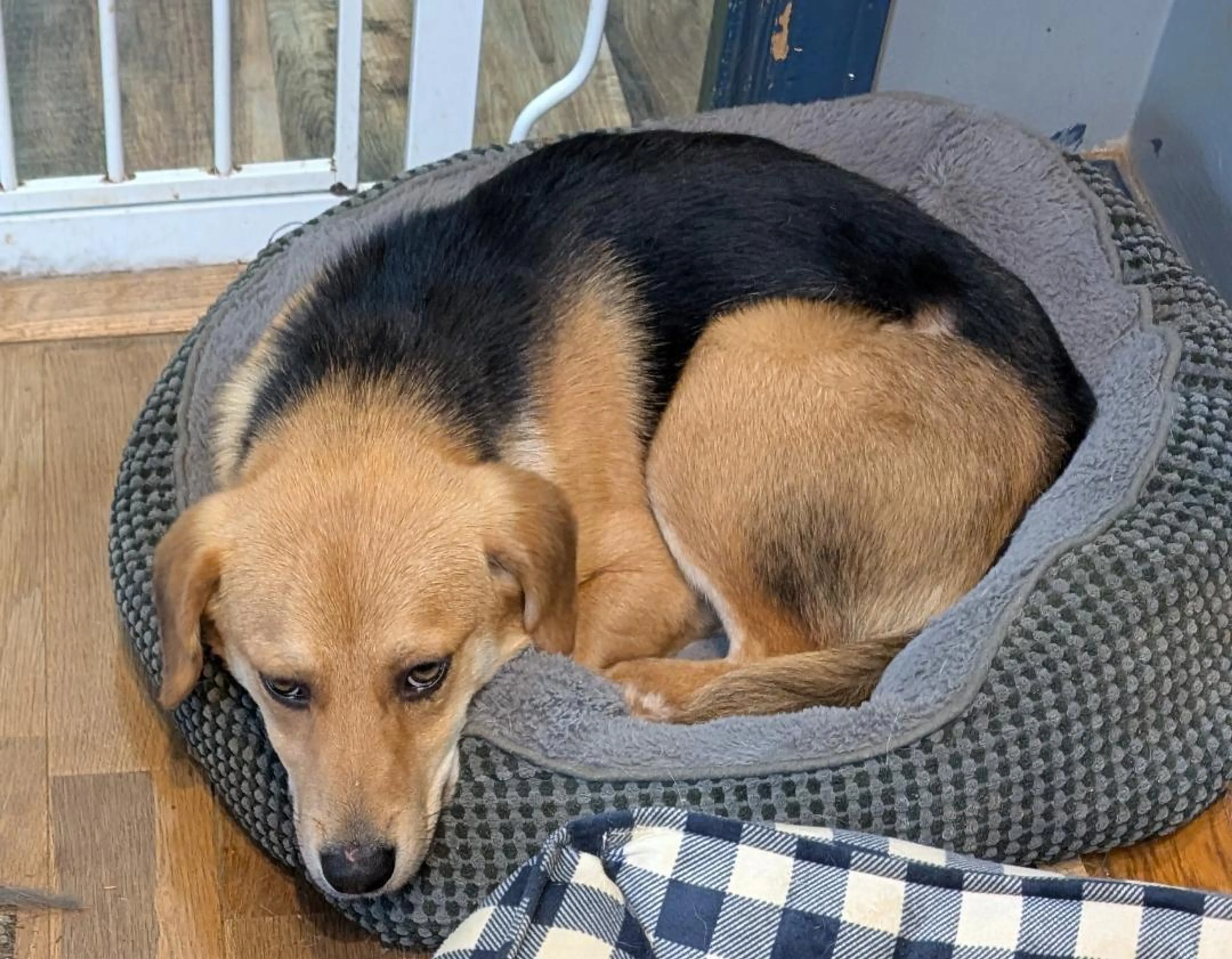 Found pet-2