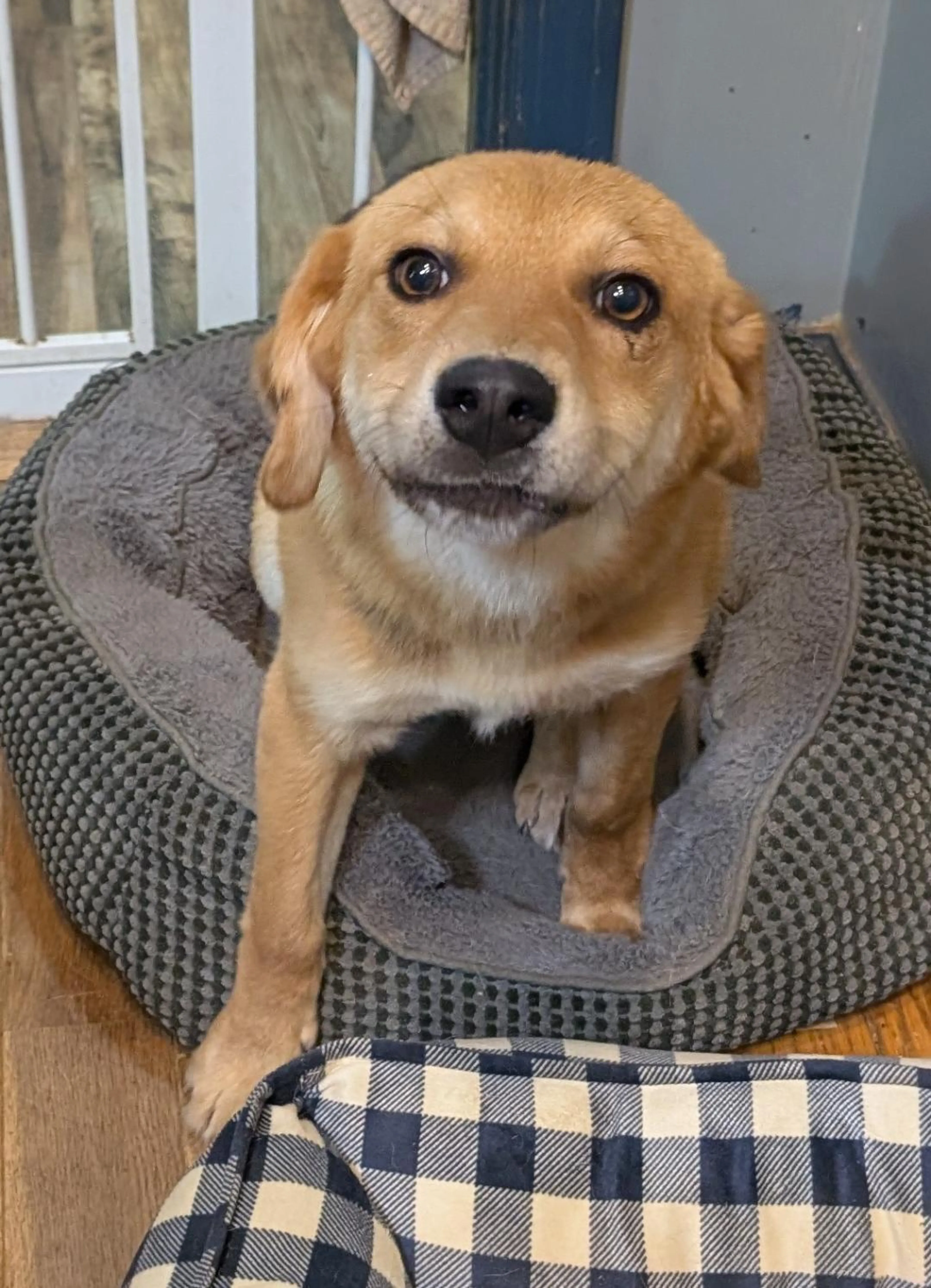 Found pet-1