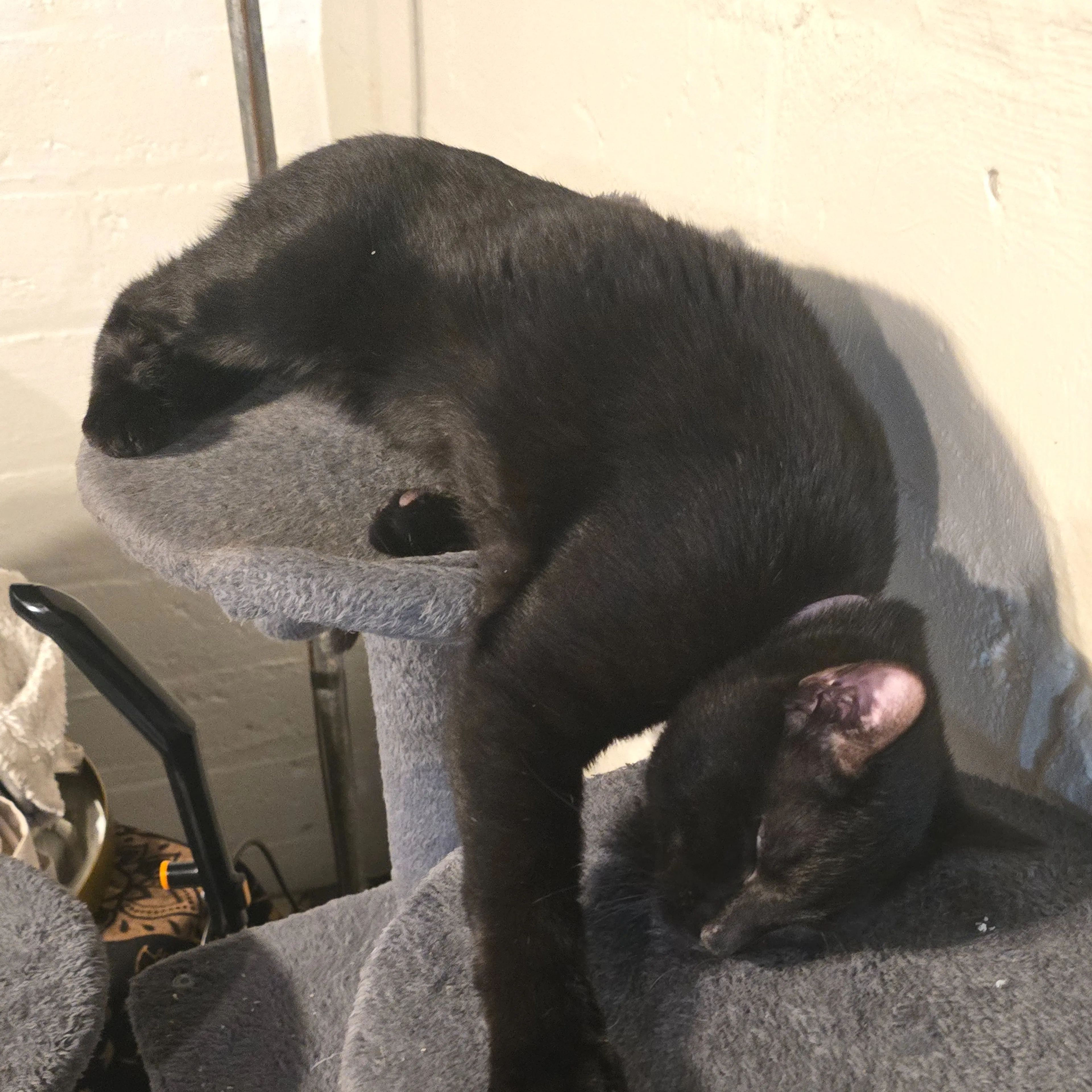 Lost pet-1