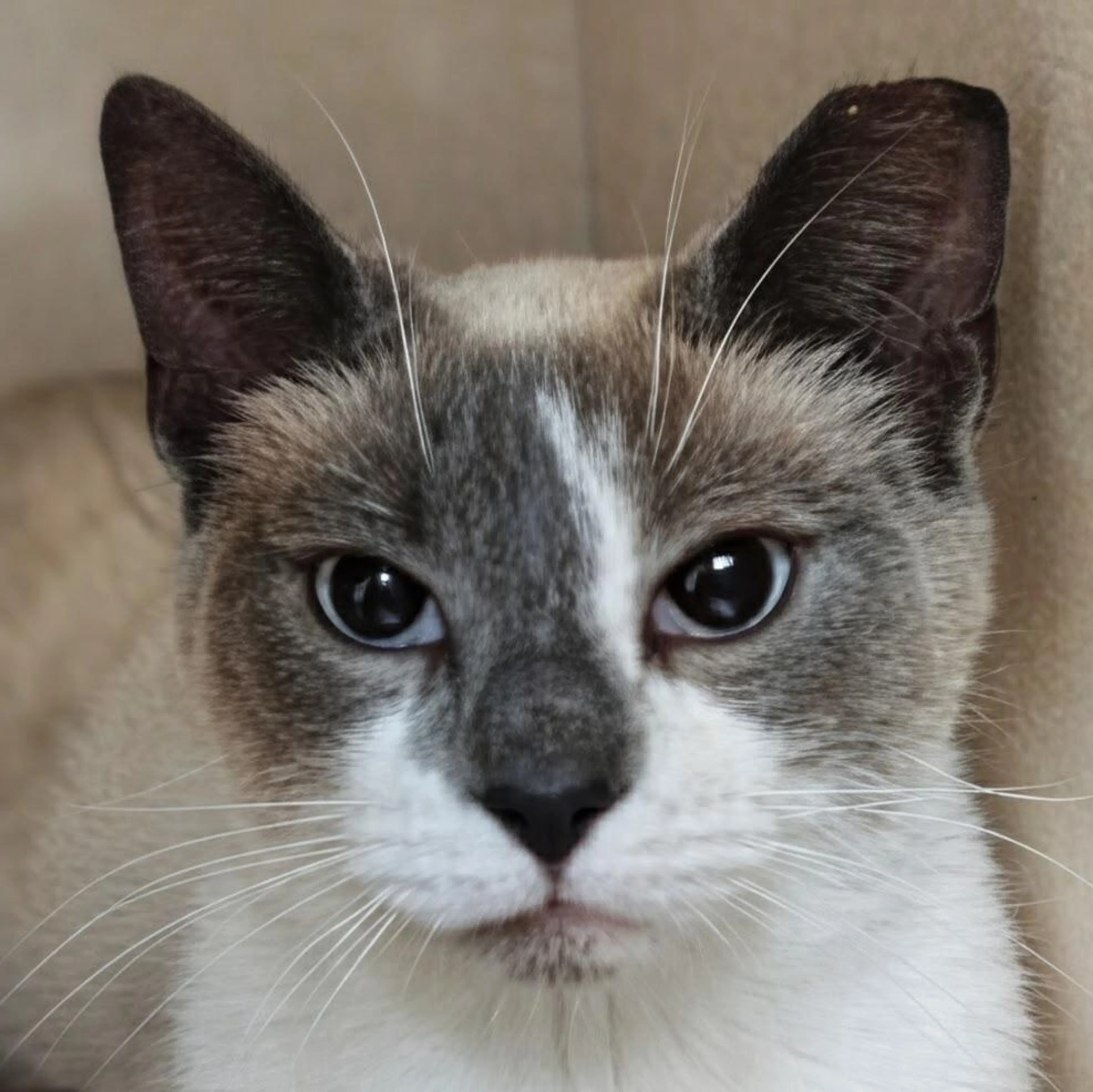 Found pet-2