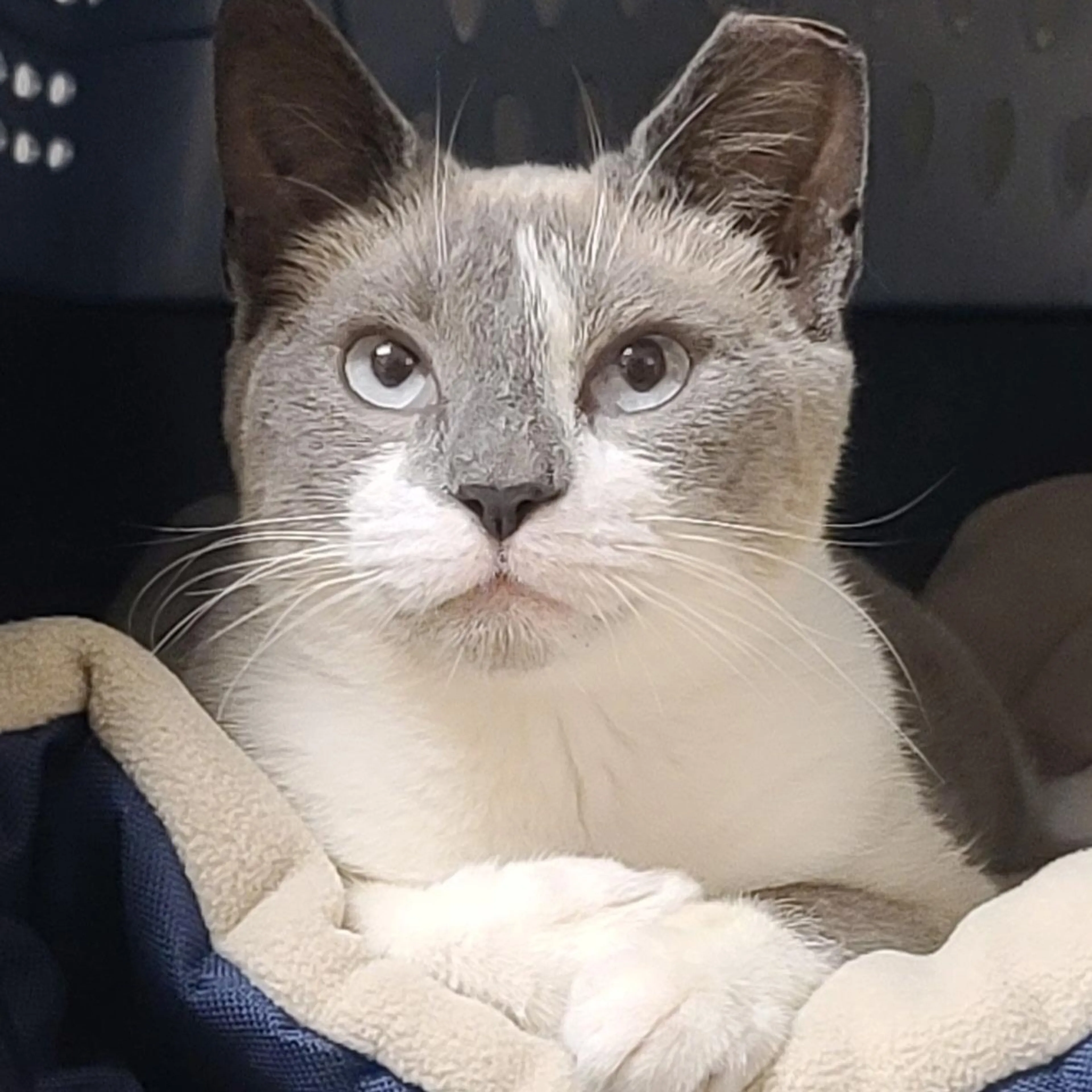 Found pet-1