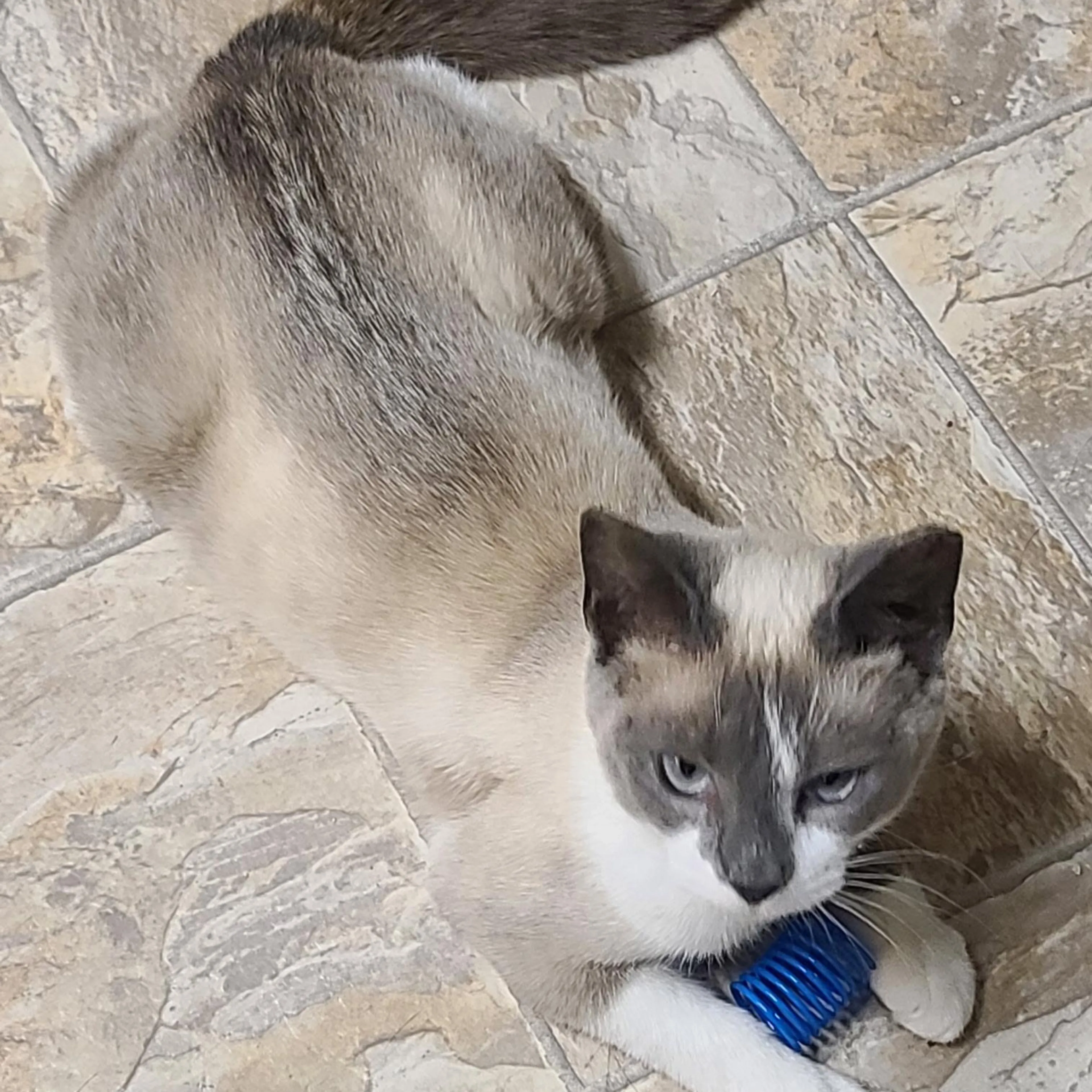 Found pet-0