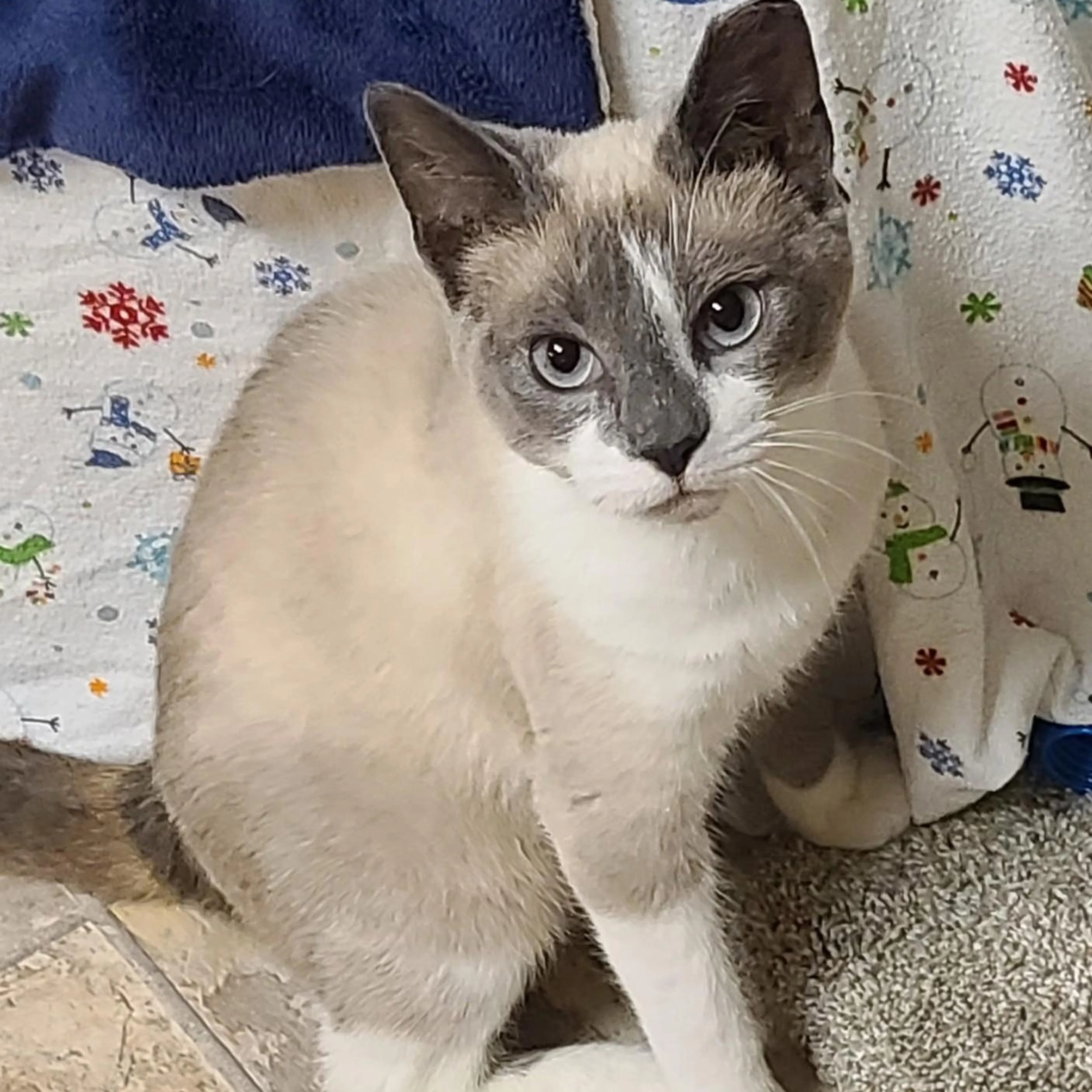 Found pet-3