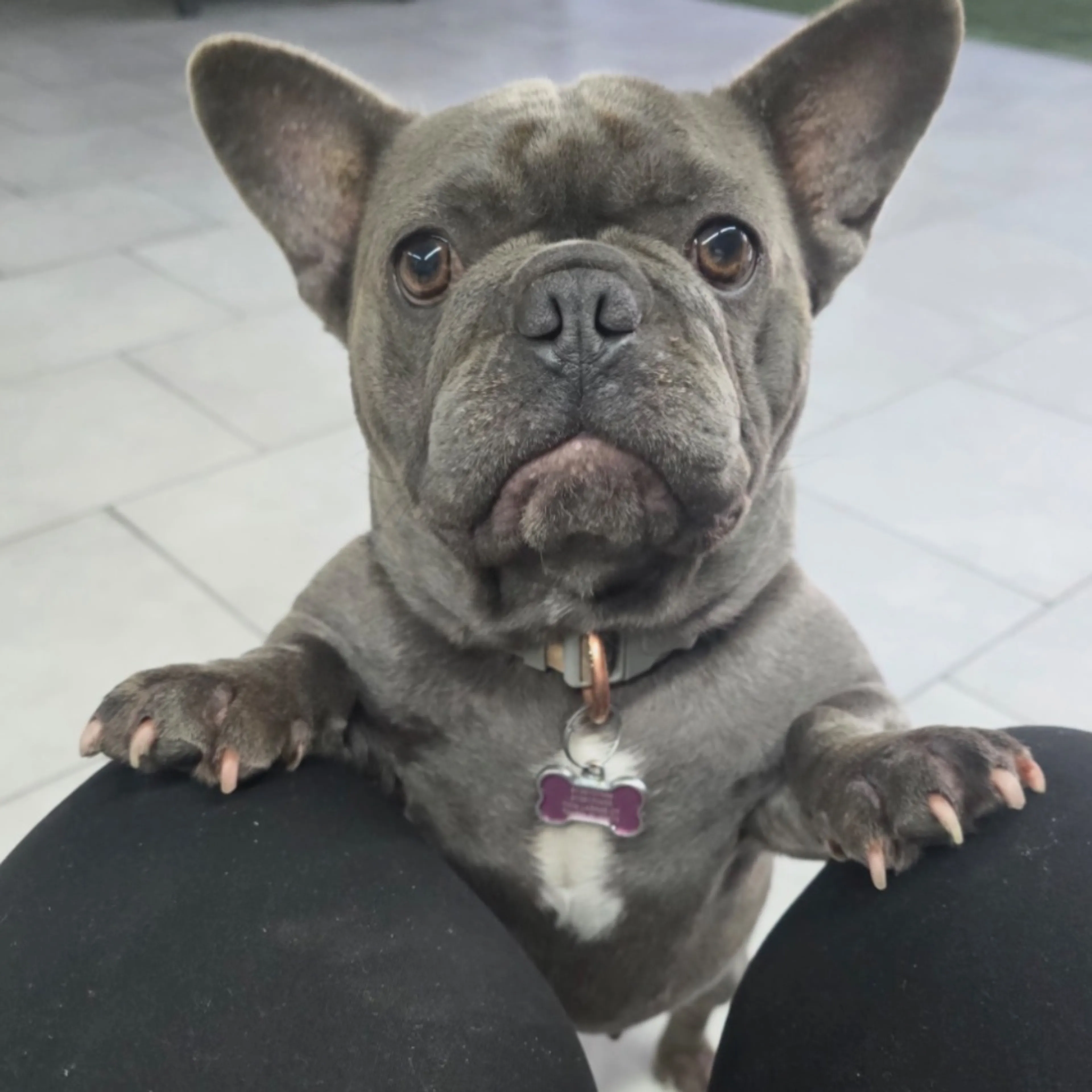 Lost pet