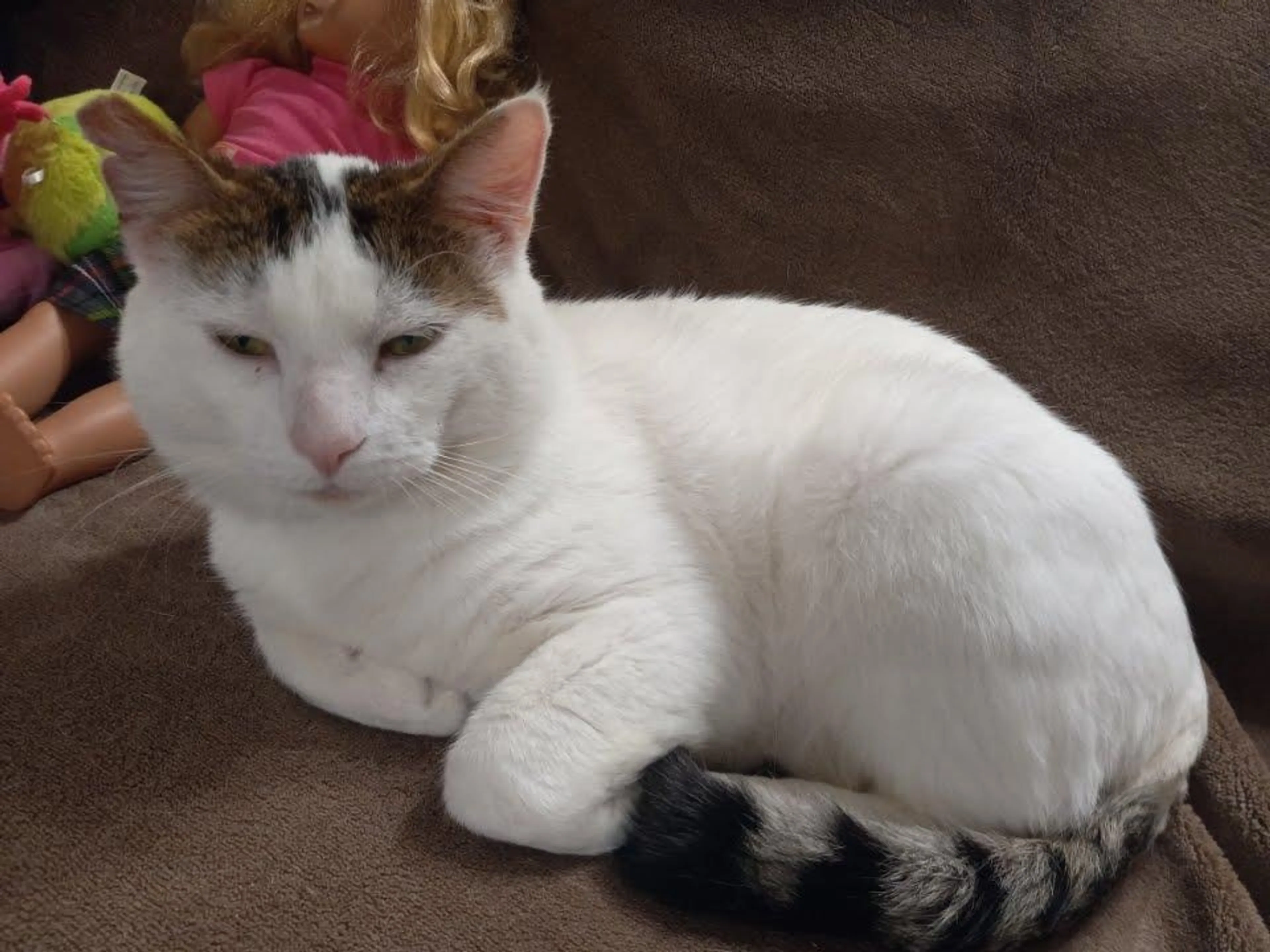 Found pet-3