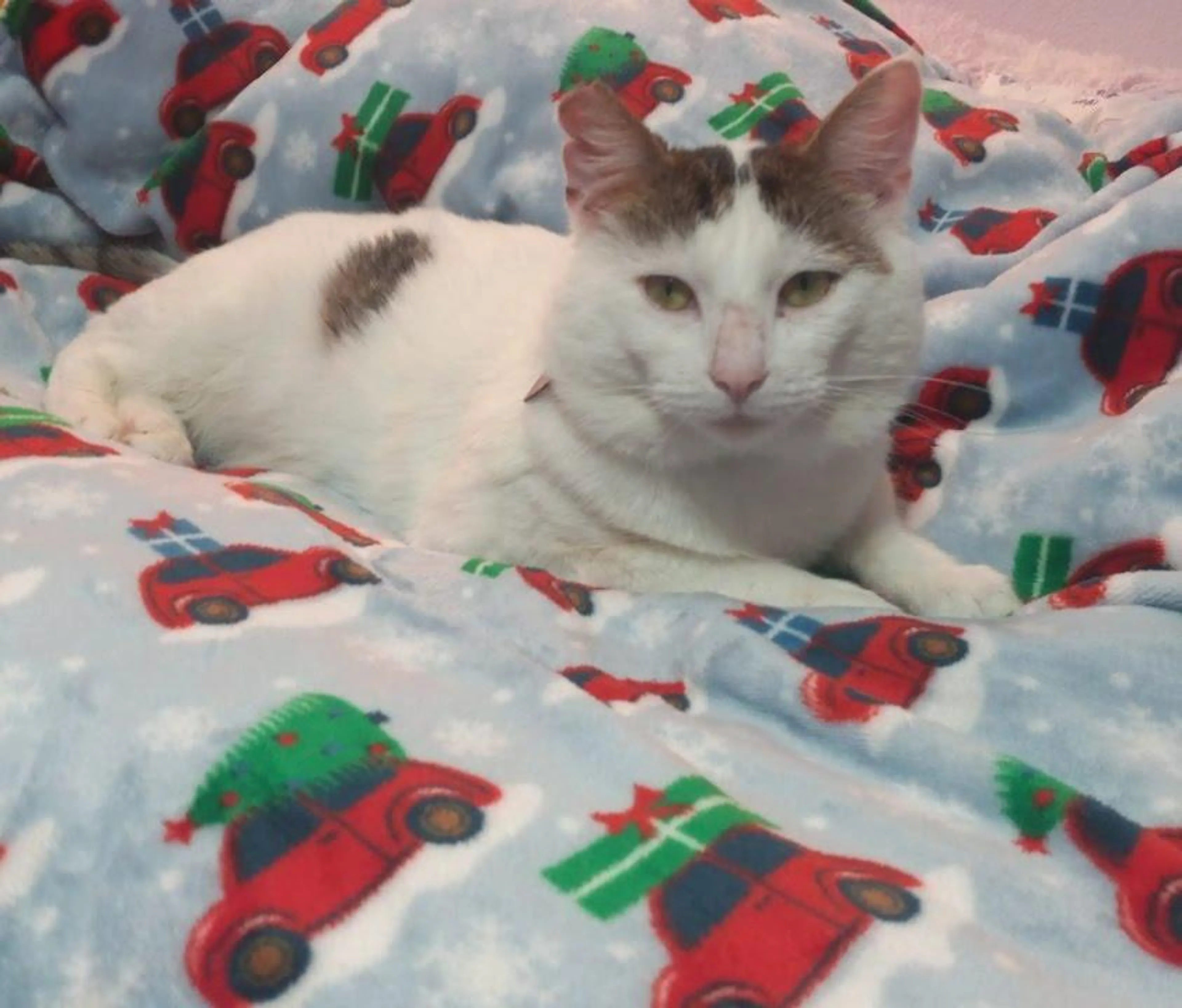 Found pet-5