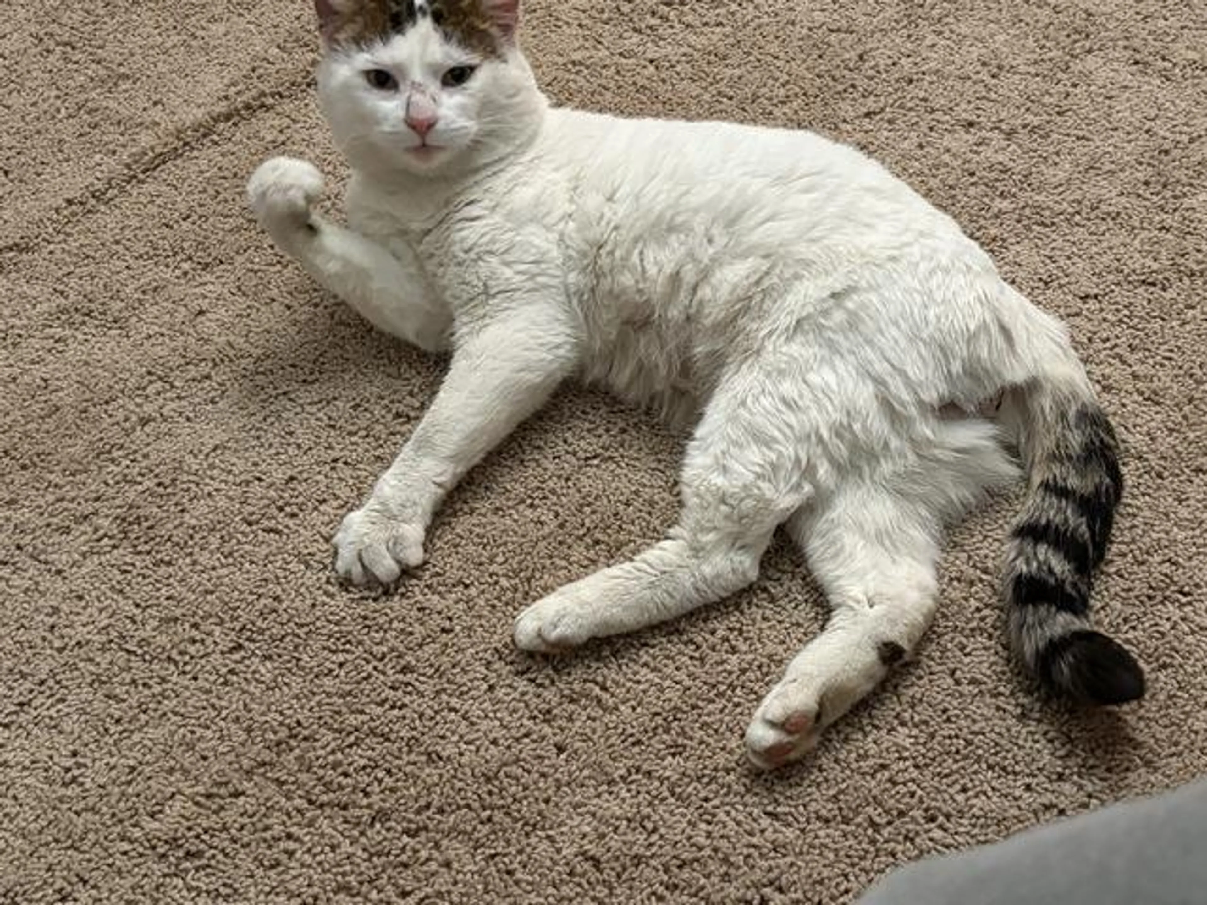 Found pet-1
