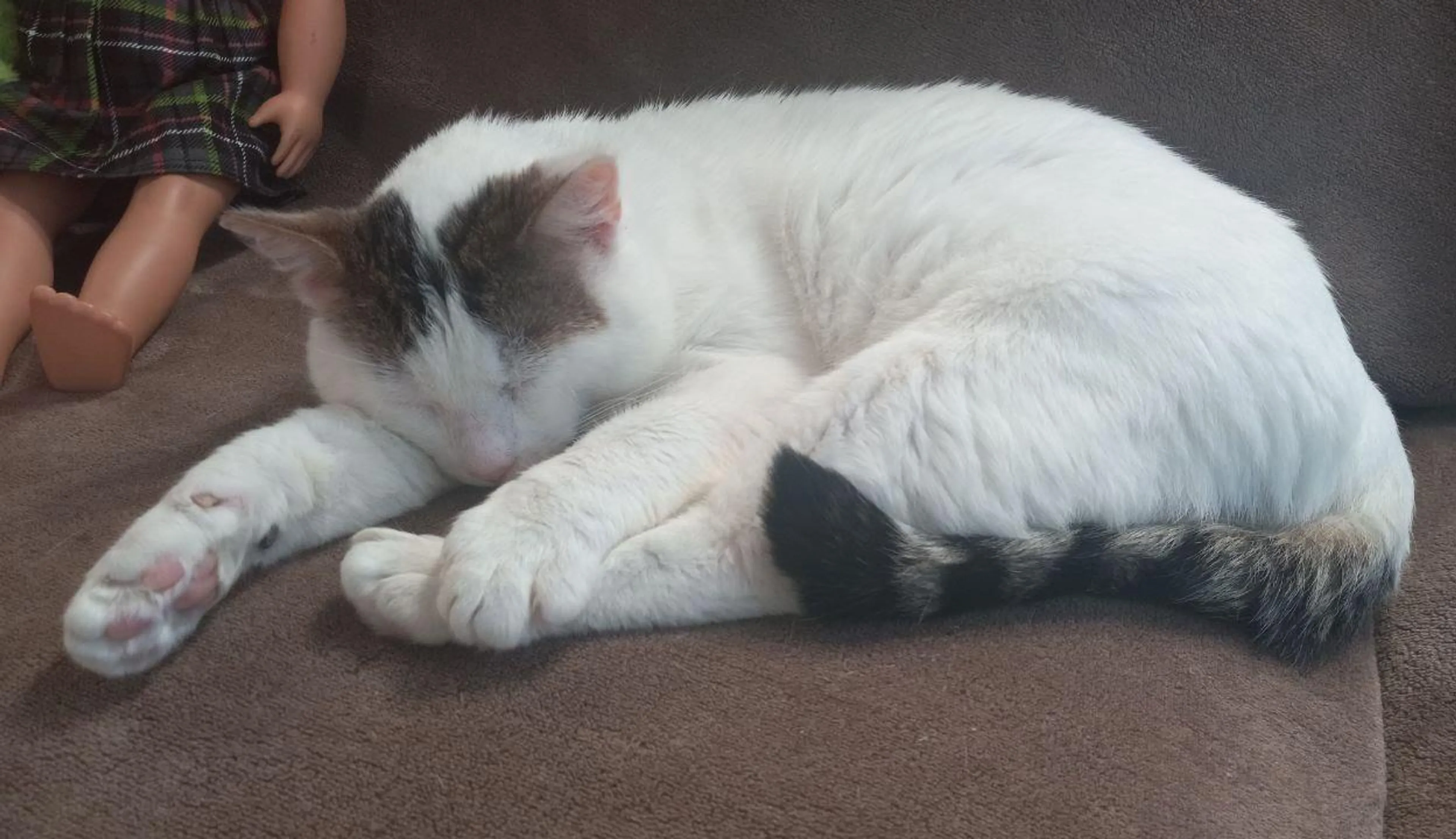 Found pet-2