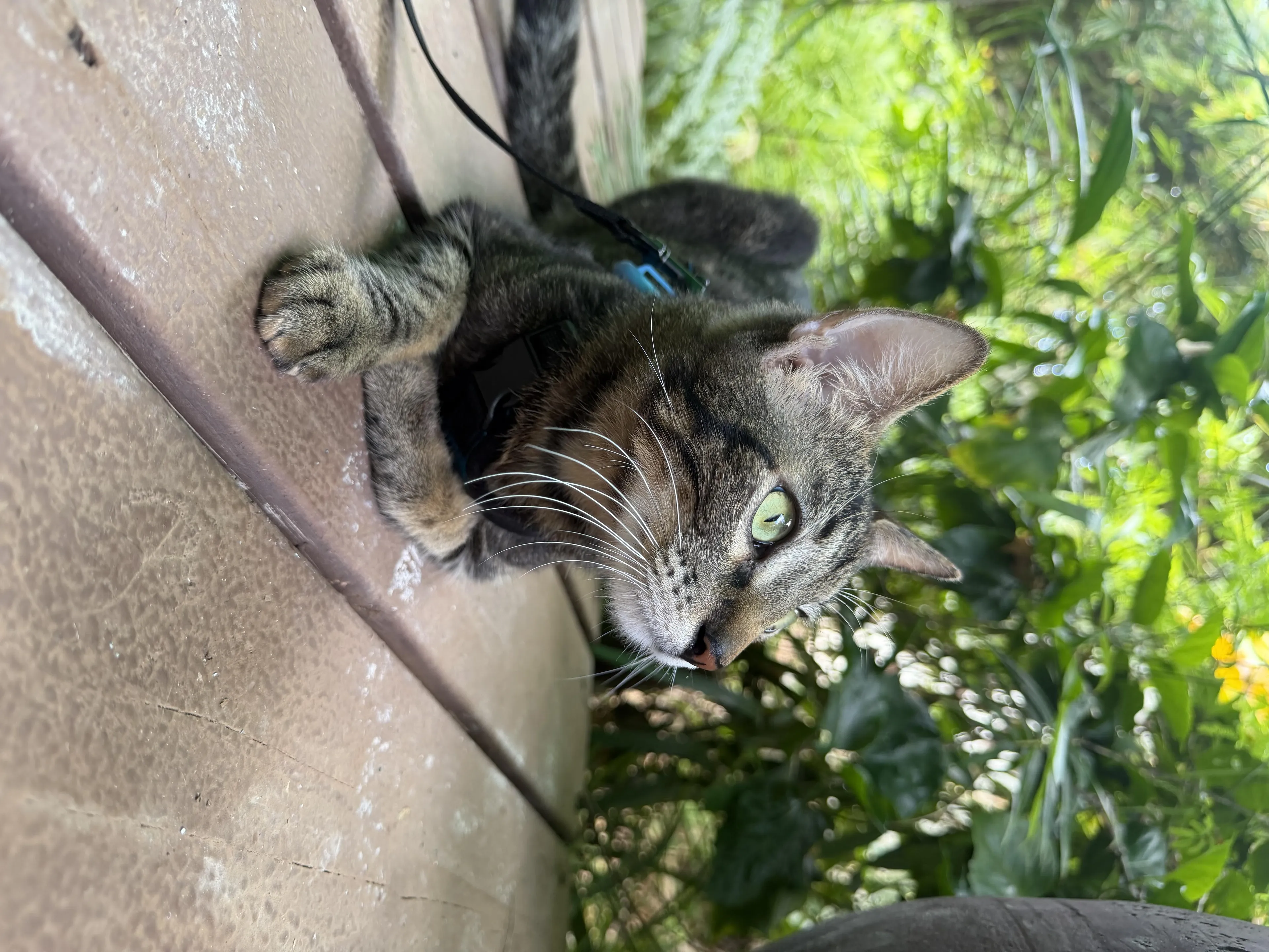 Found pet-1