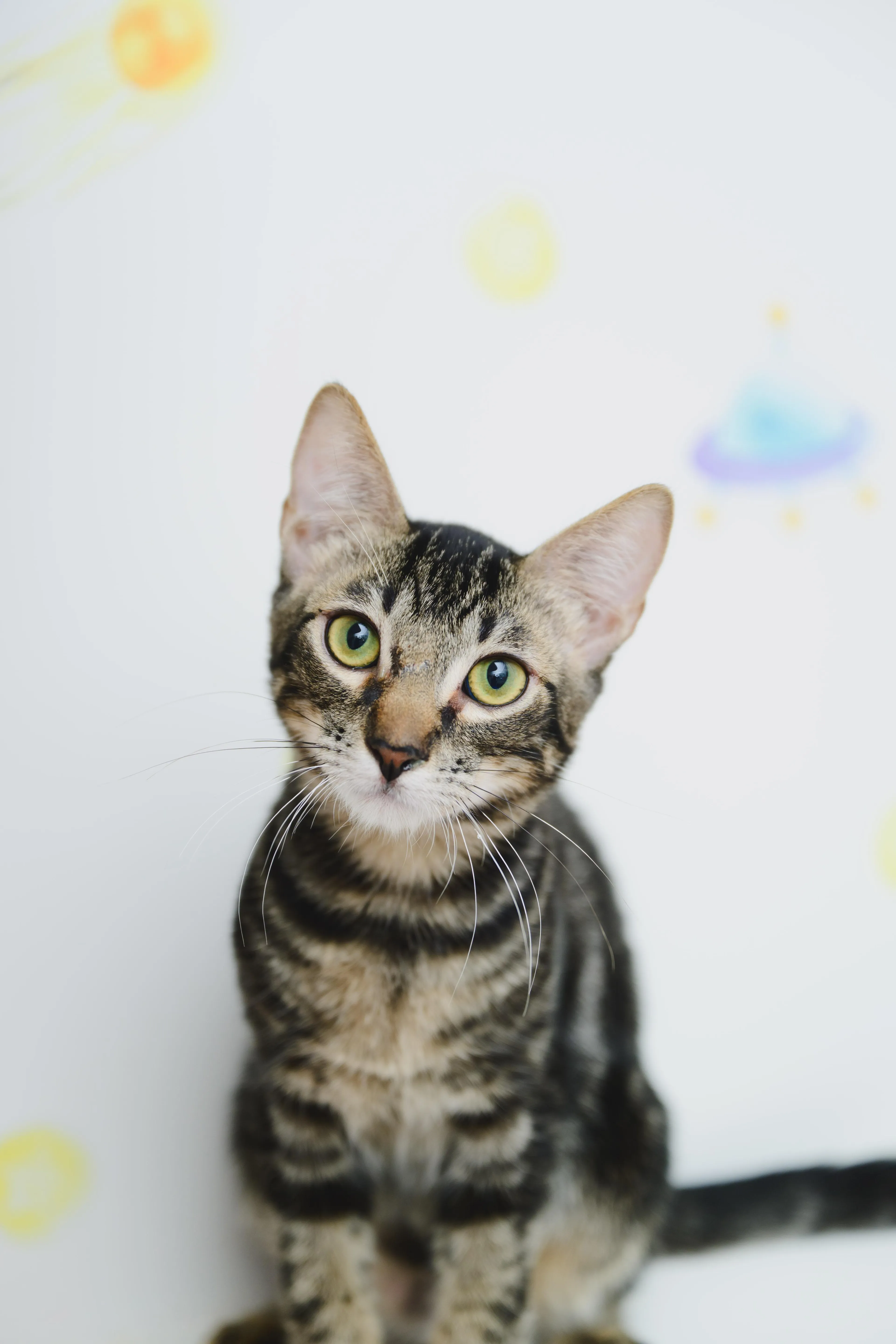 Found pet-4