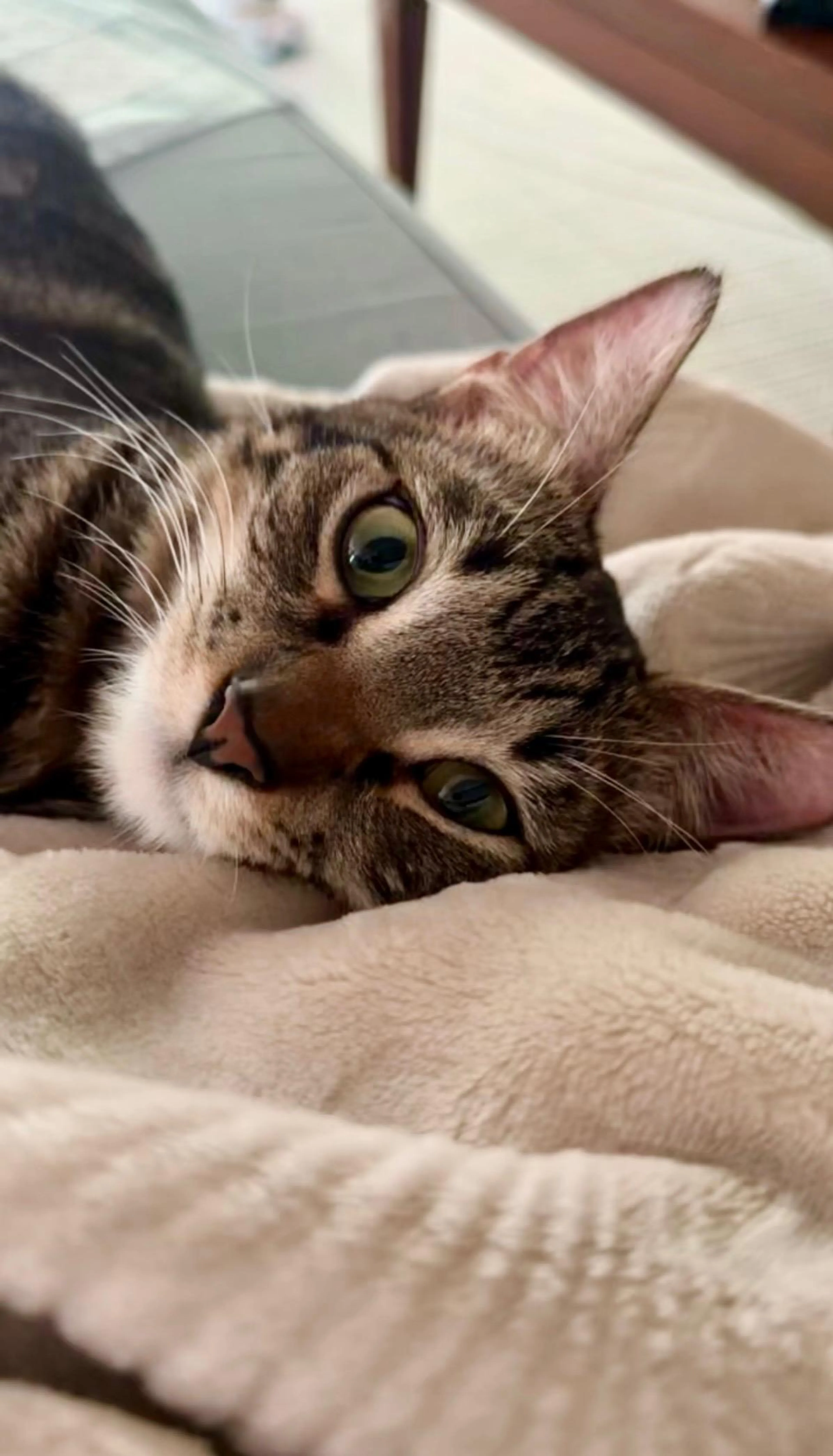Found pet-3