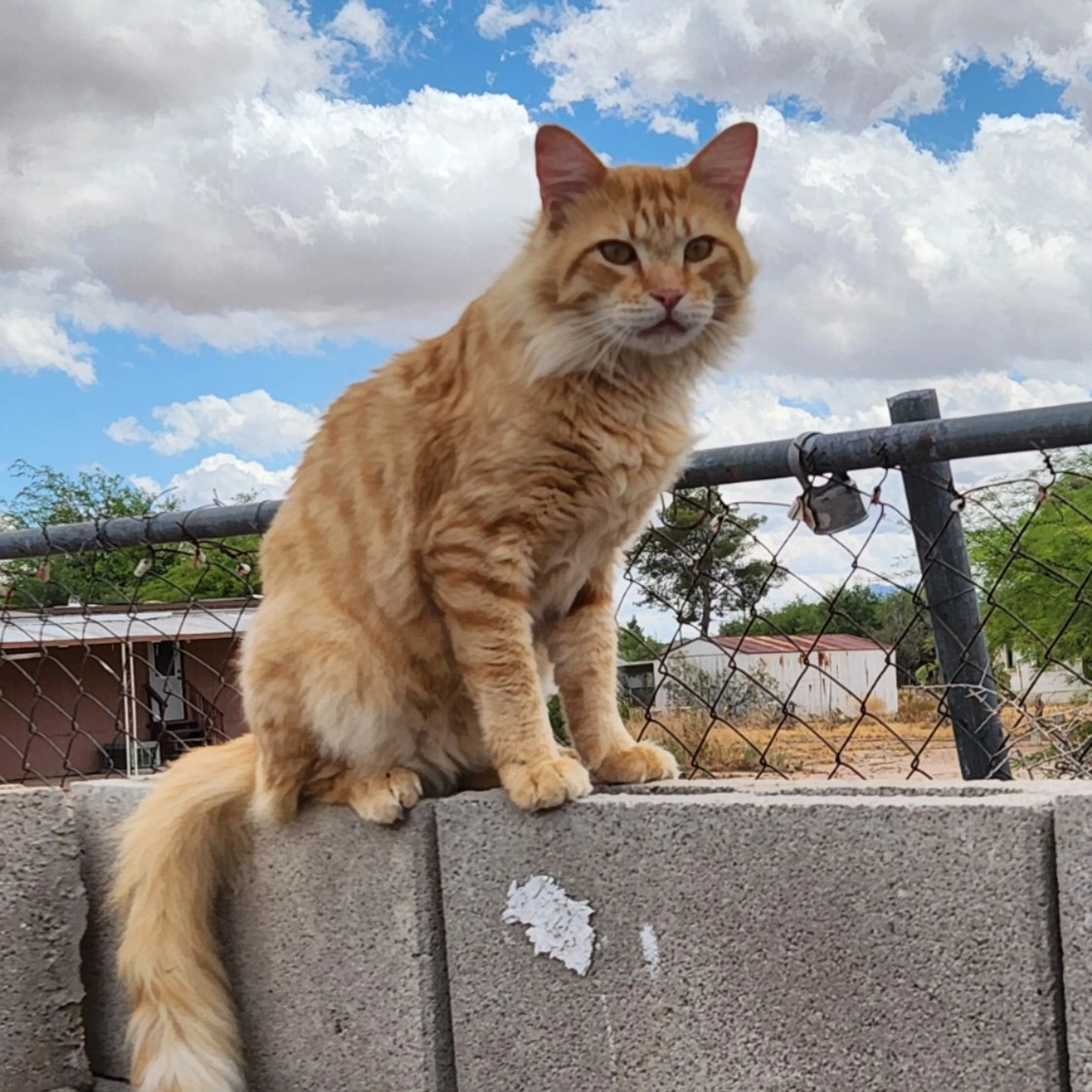 Found pet