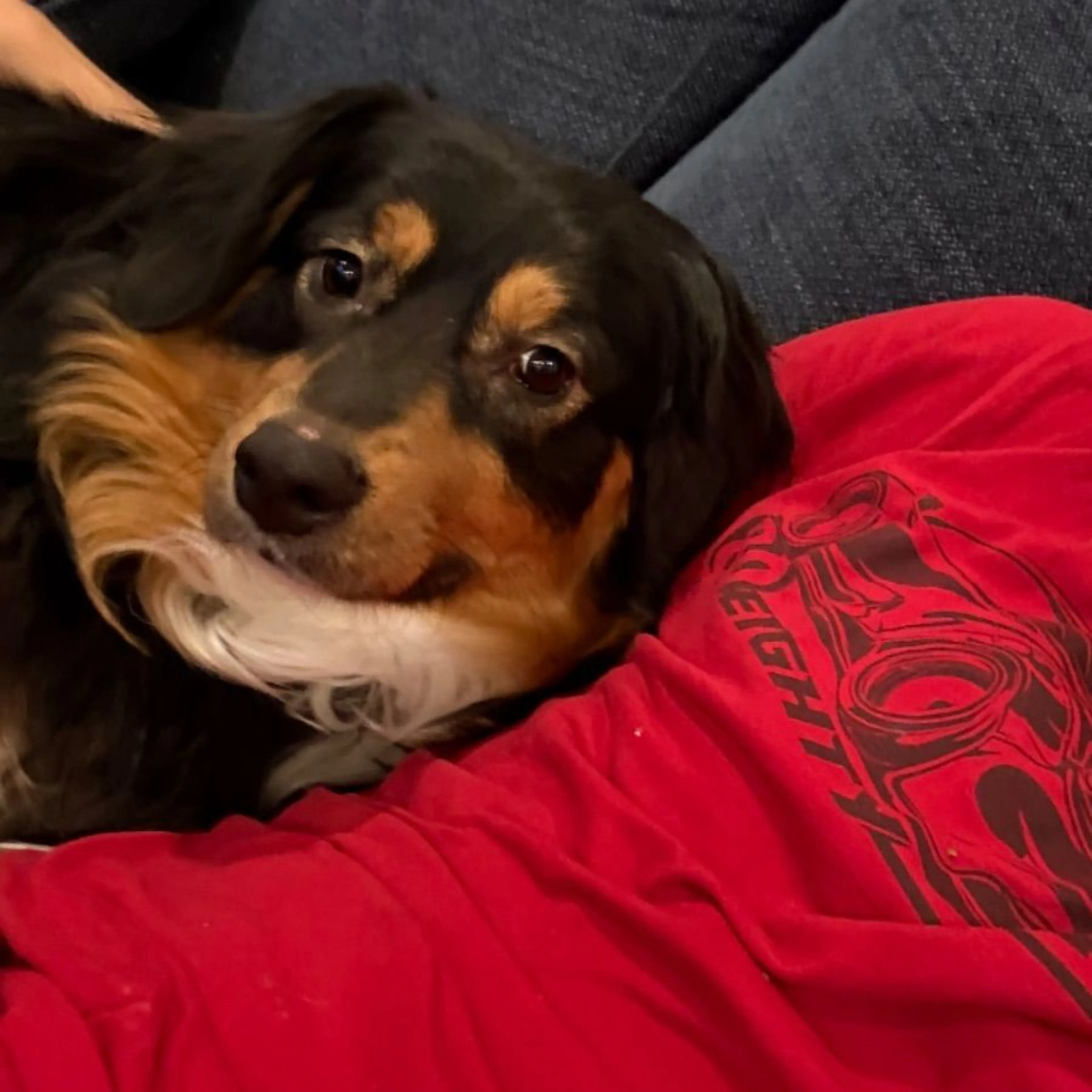 Lost pet