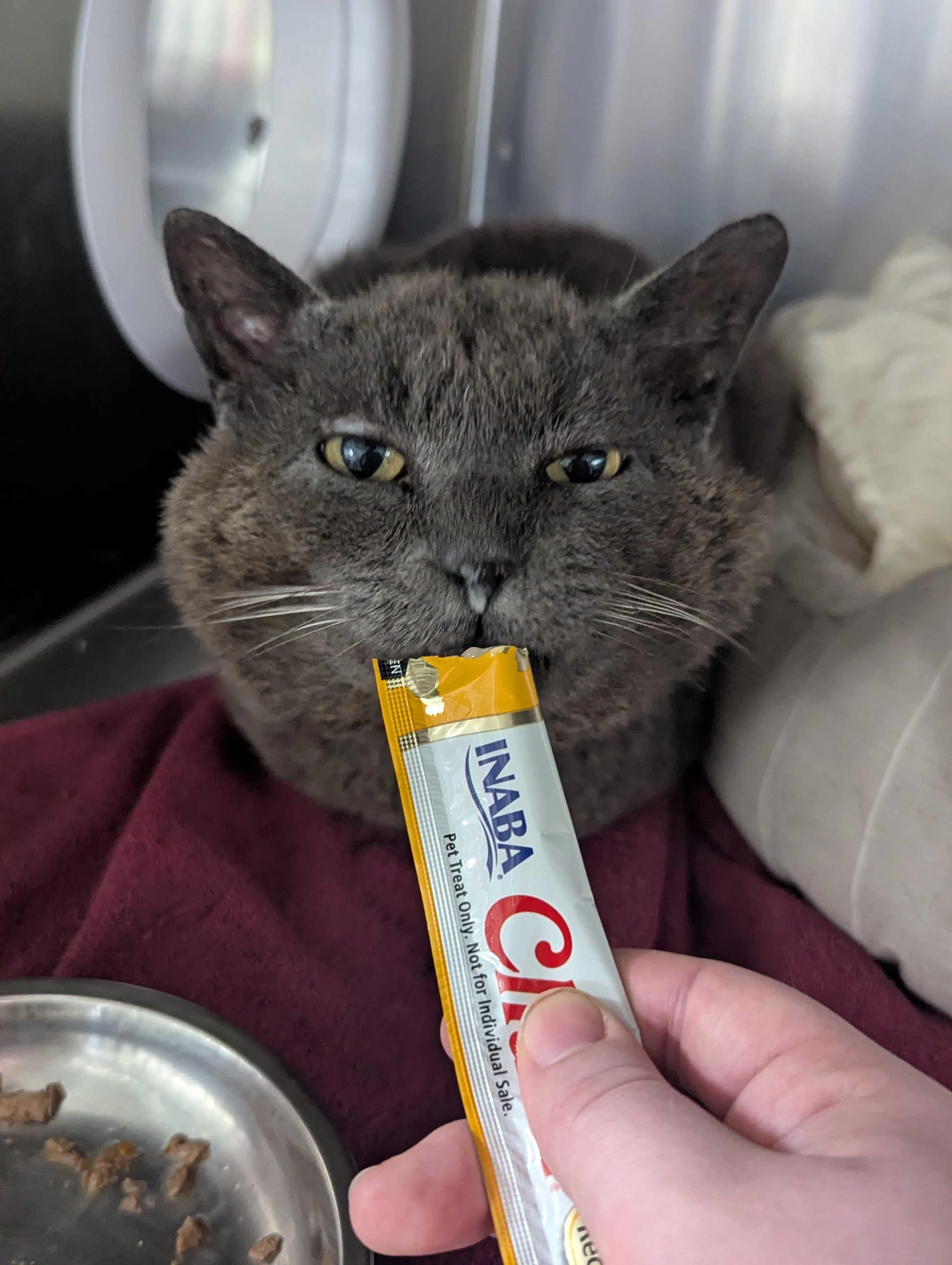 Found pet-0